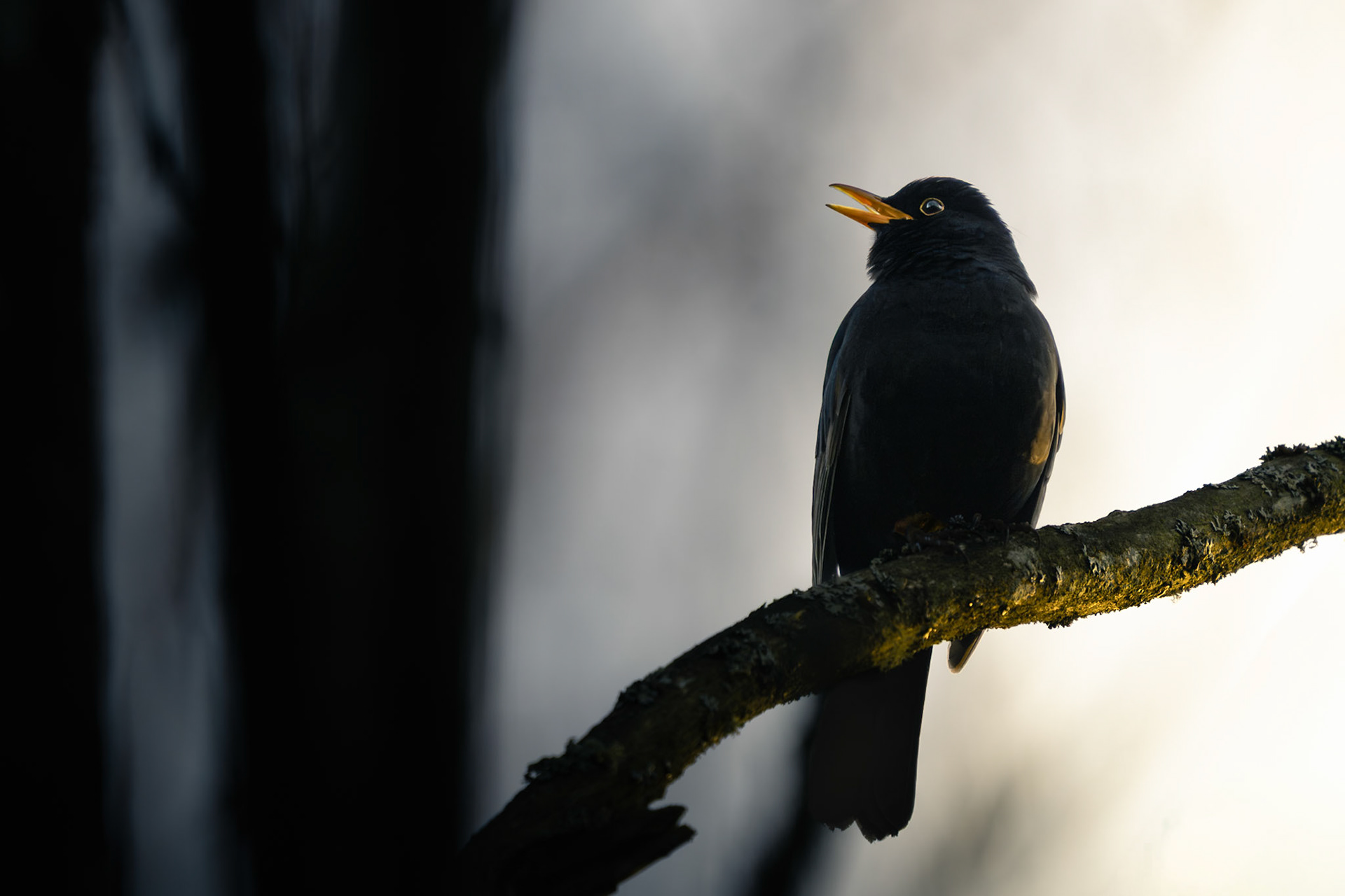 Singing Blackbird