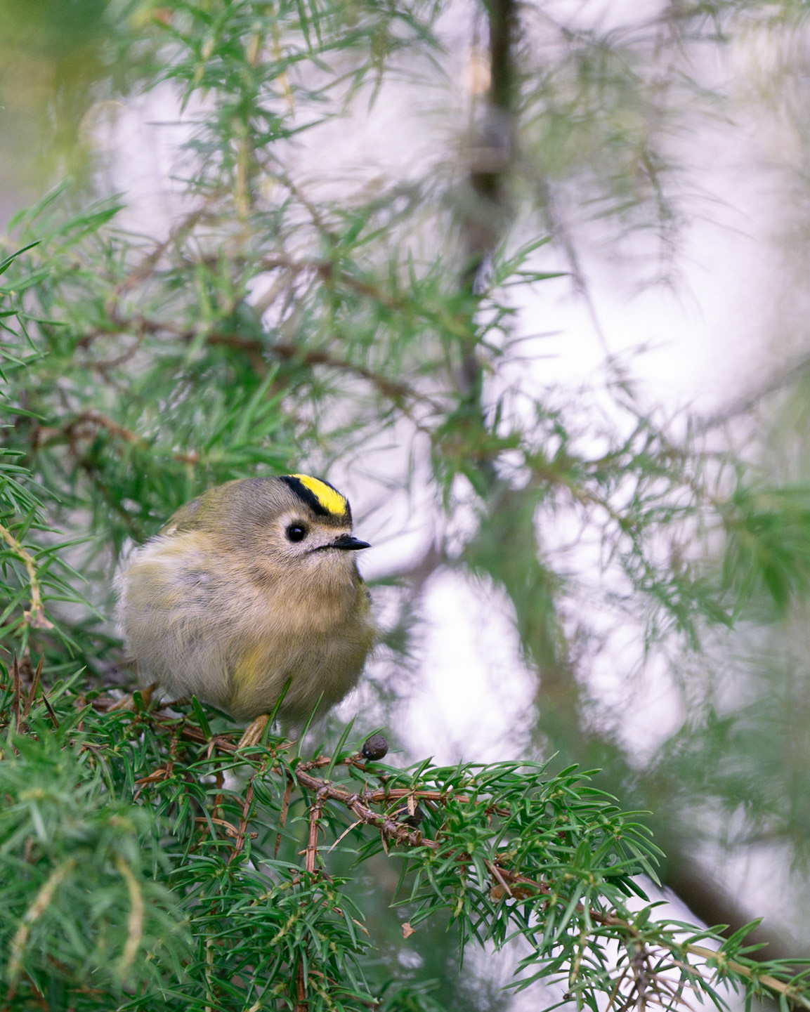 Goldcrest
