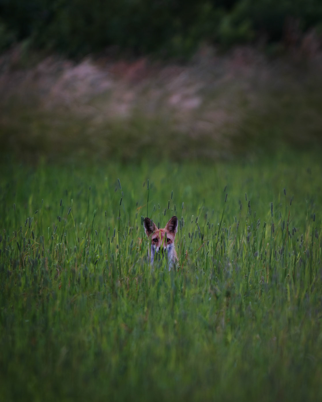 Fox in the Field