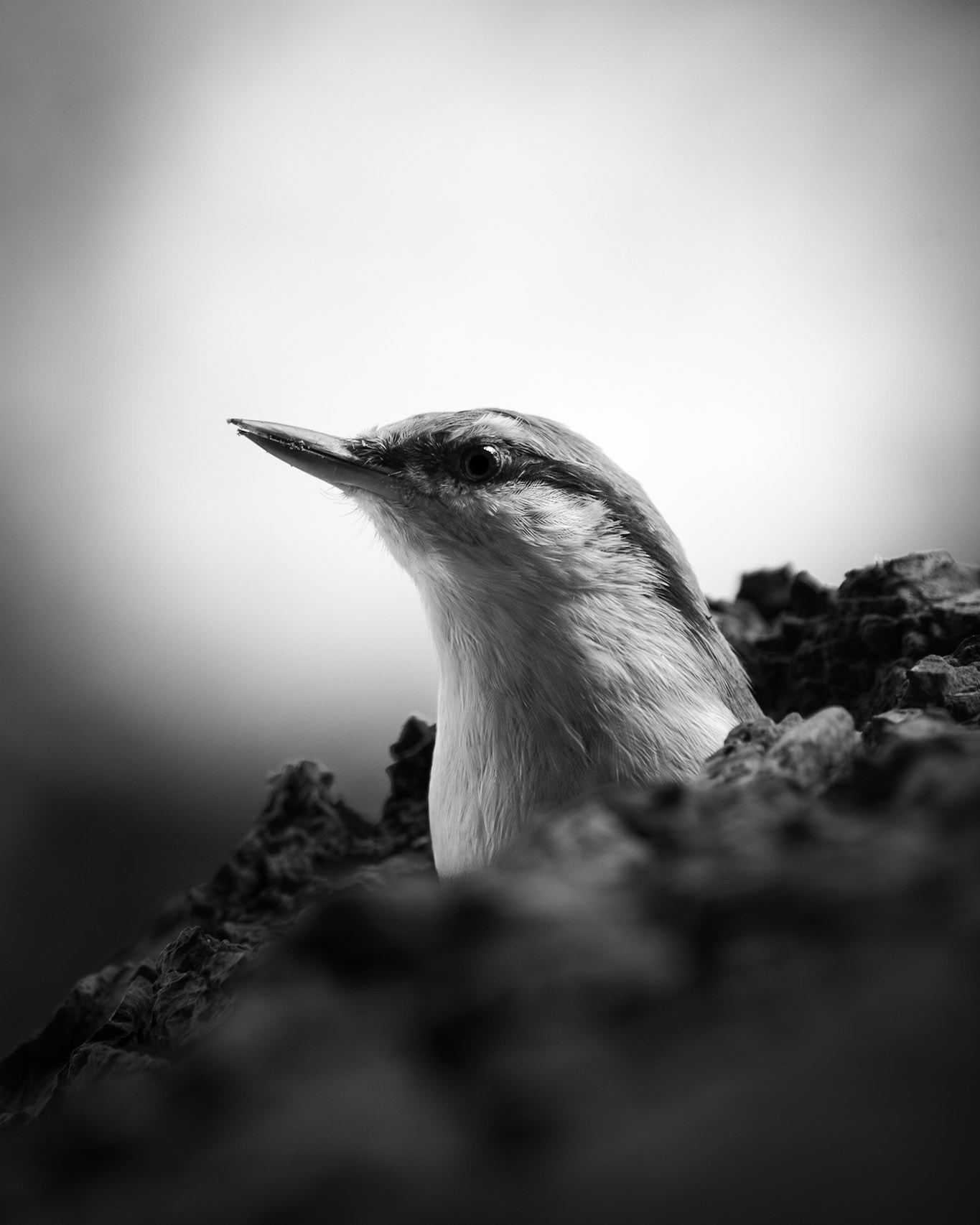 Curious Nuthatch