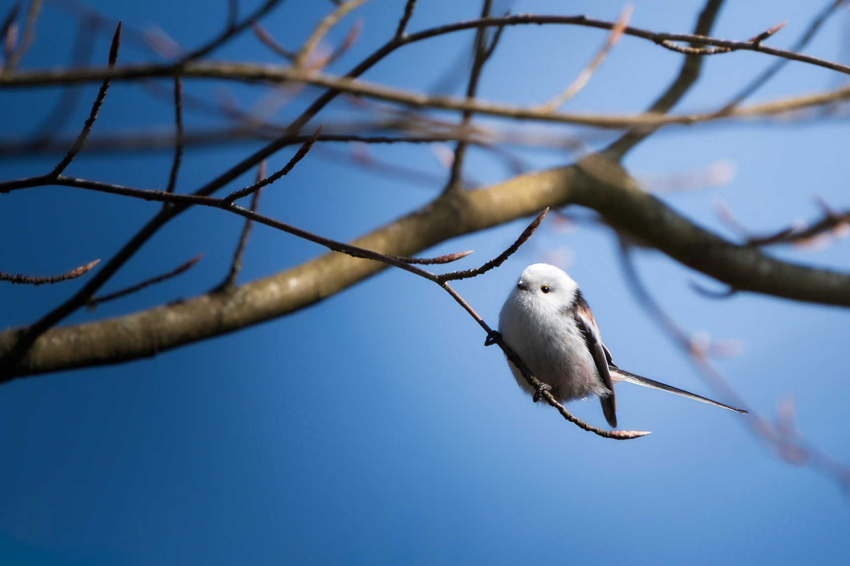Curious Long-tailed Tit