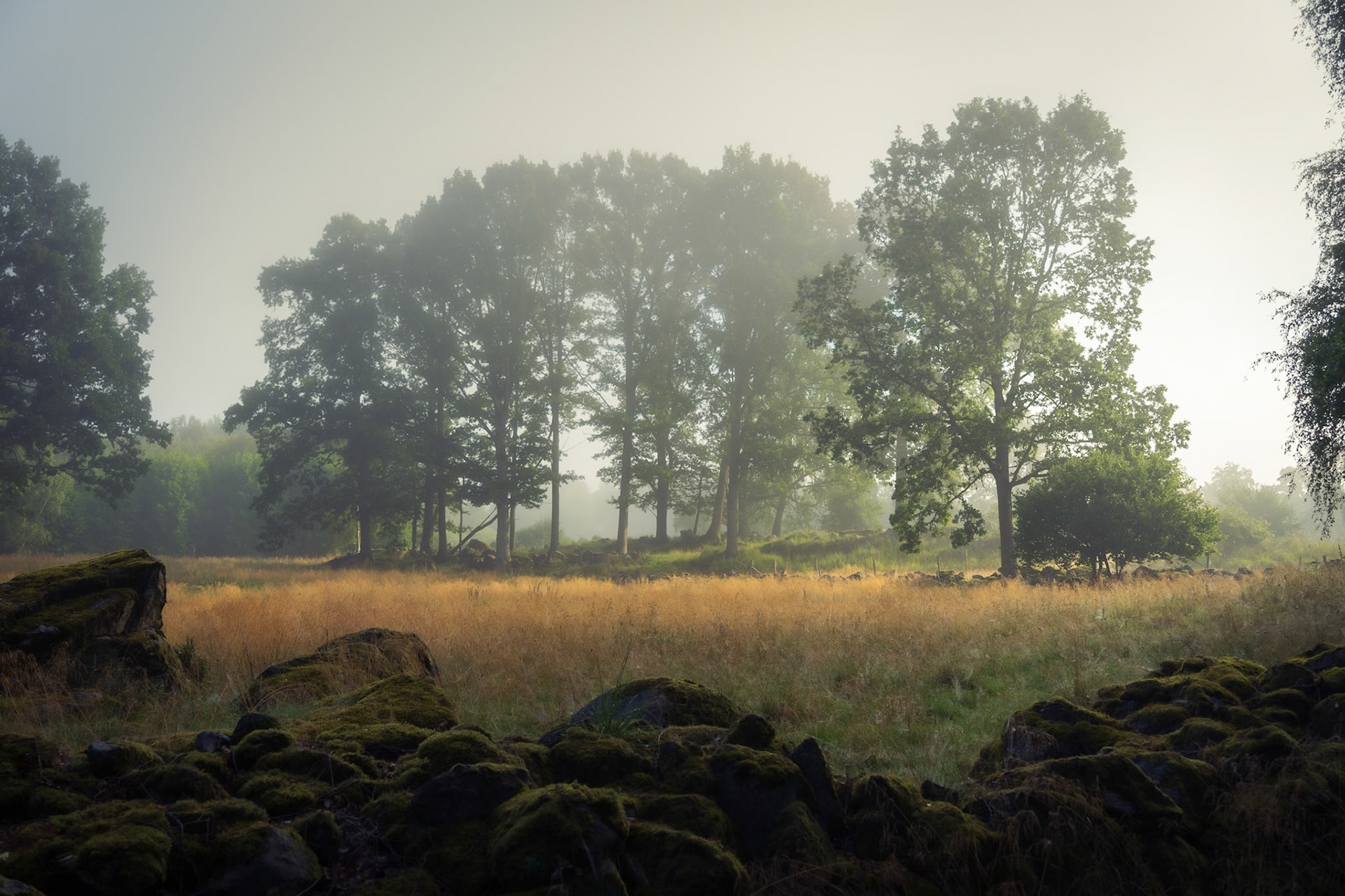 Foggy August Morning