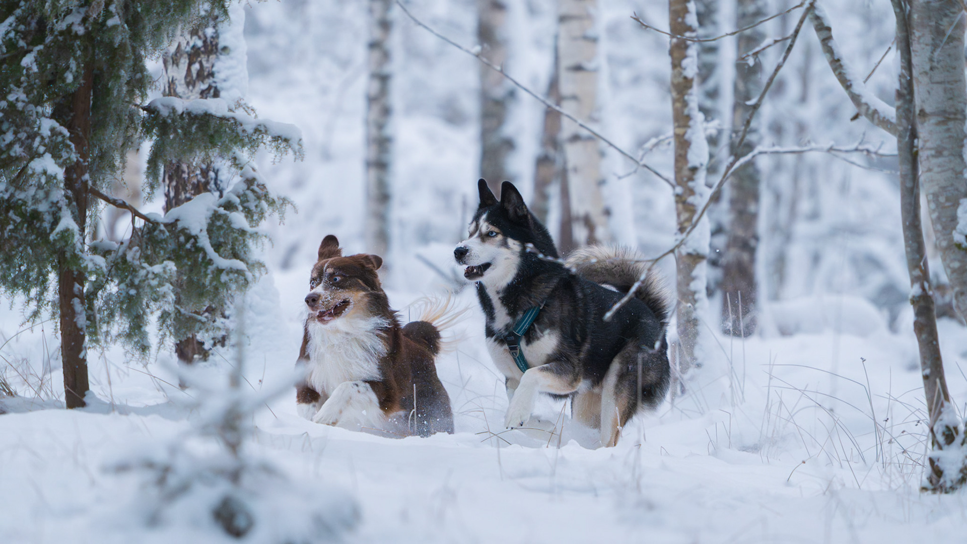 Dogs in Winter Wonderland