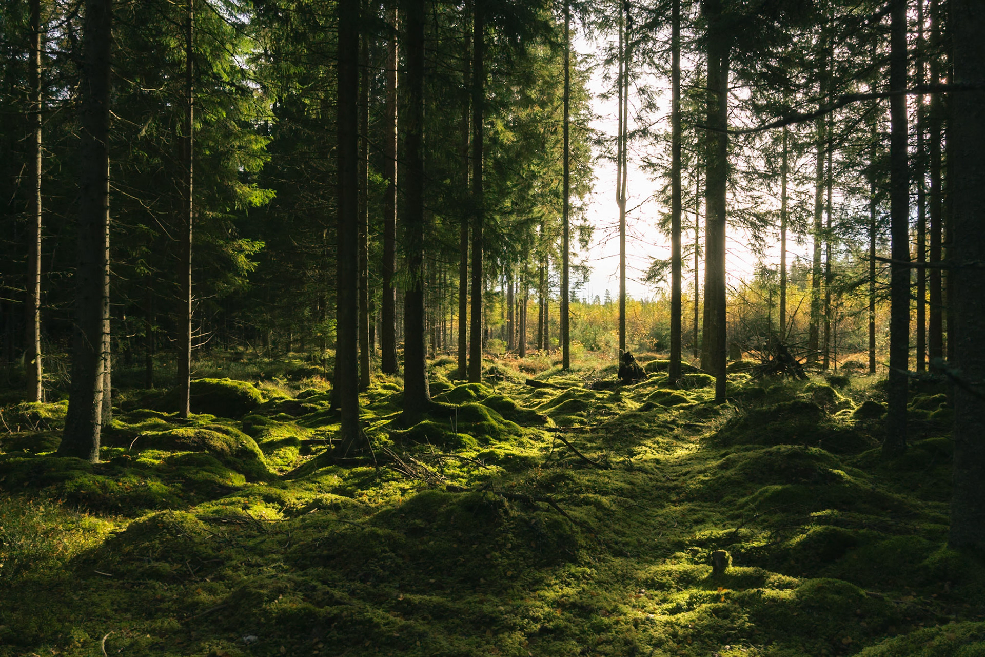 Silent Forest in the Morning