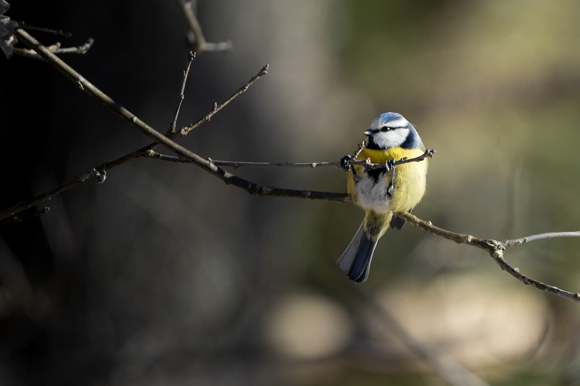 Playful Blue Tit