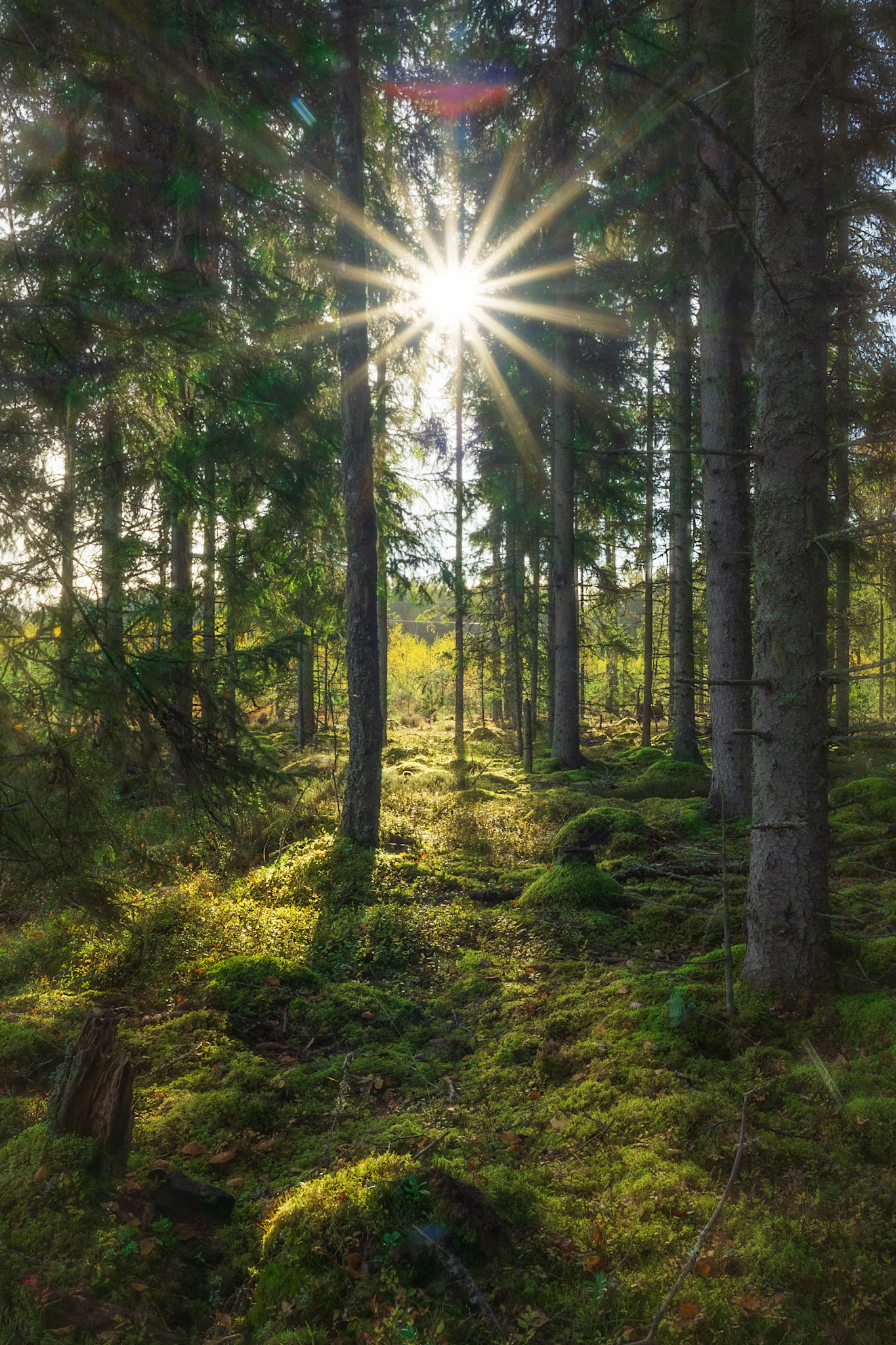 Sun Peaking Through the Branches