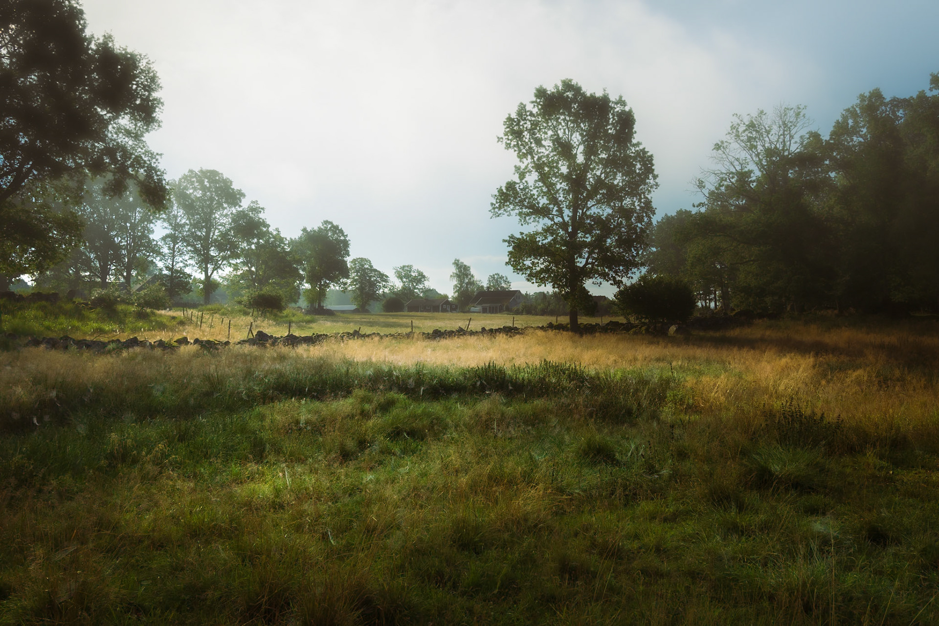 Dreamy Summer Landscape