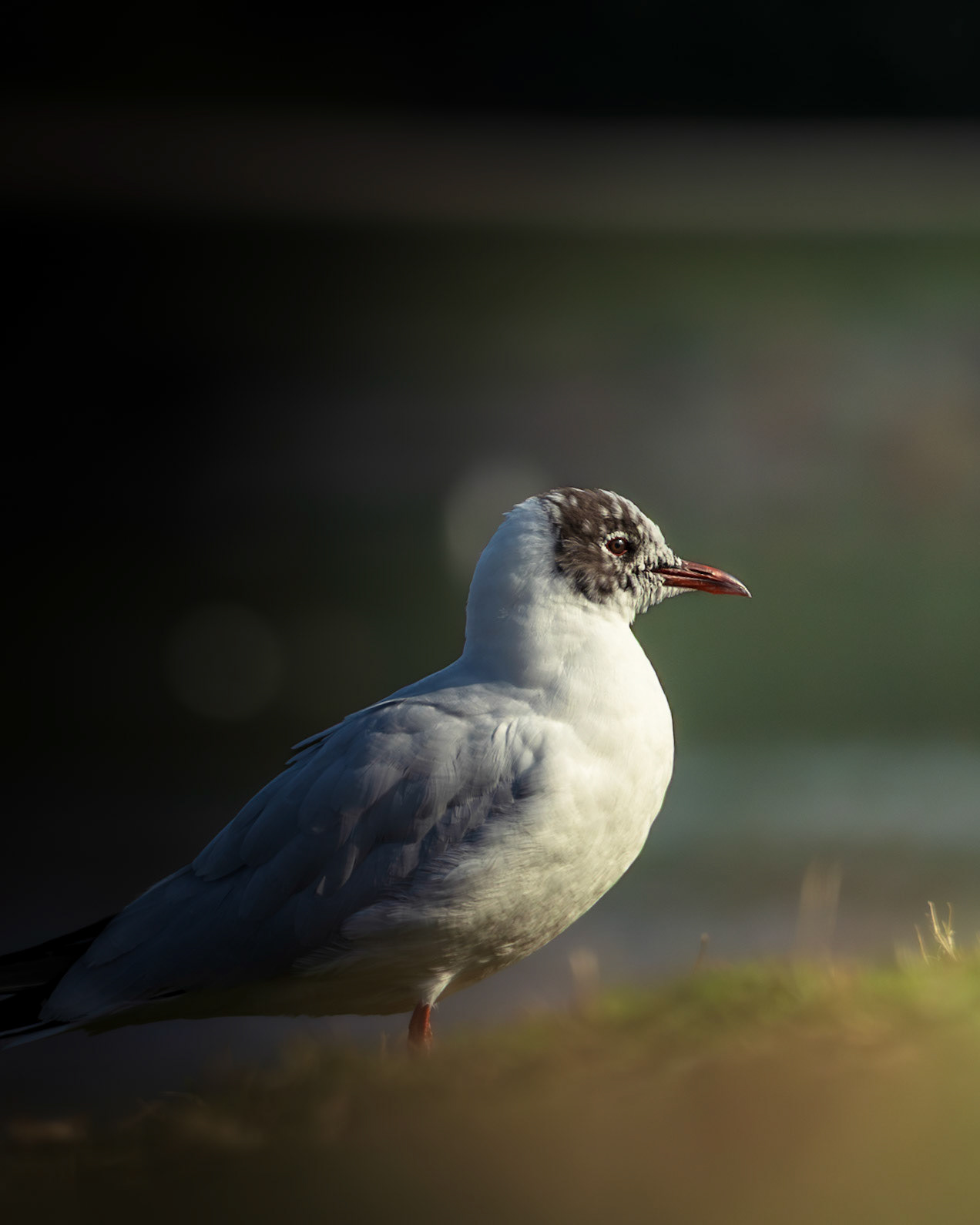 Thoughtful Gull
