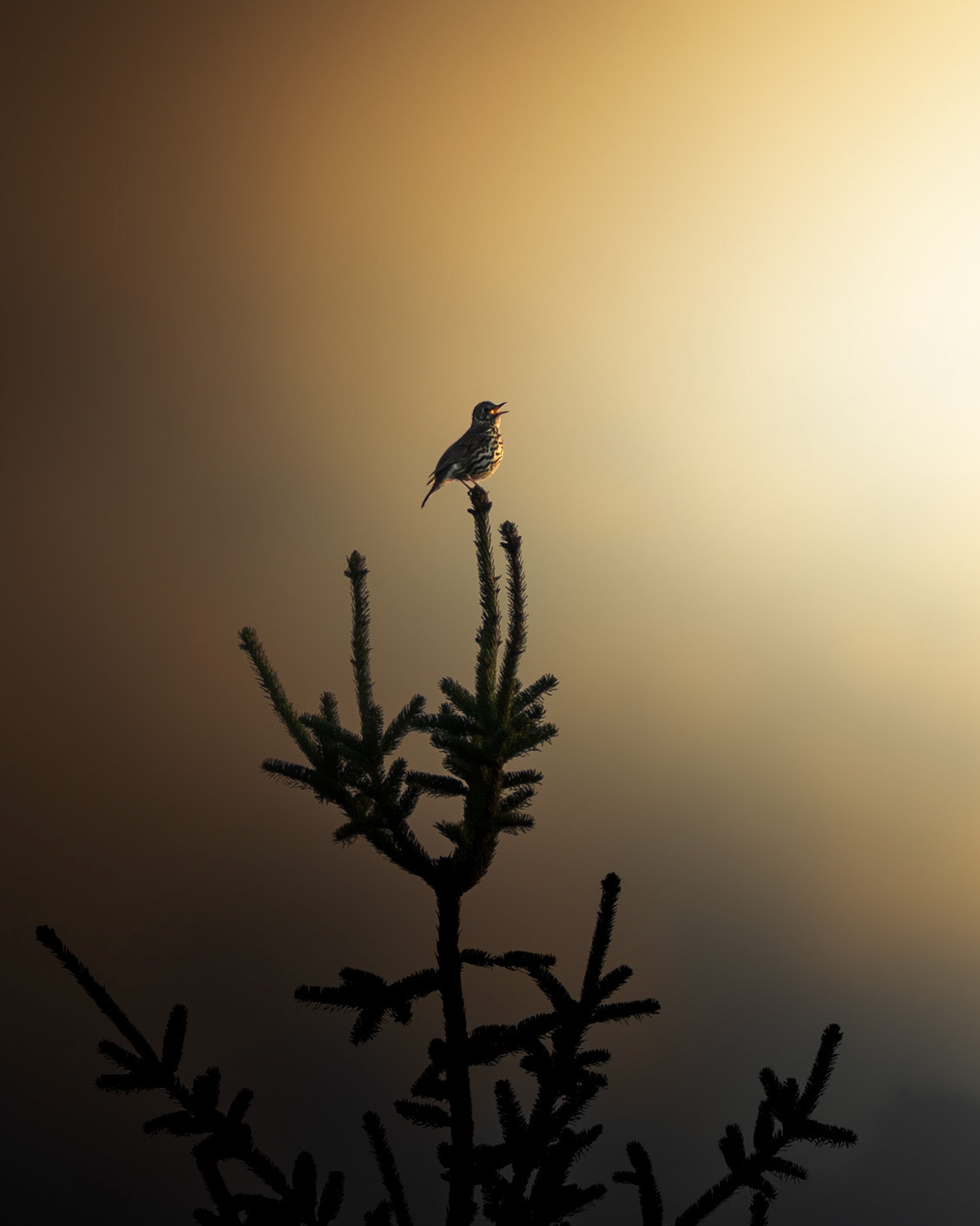 Thrush Singing in the Last Light