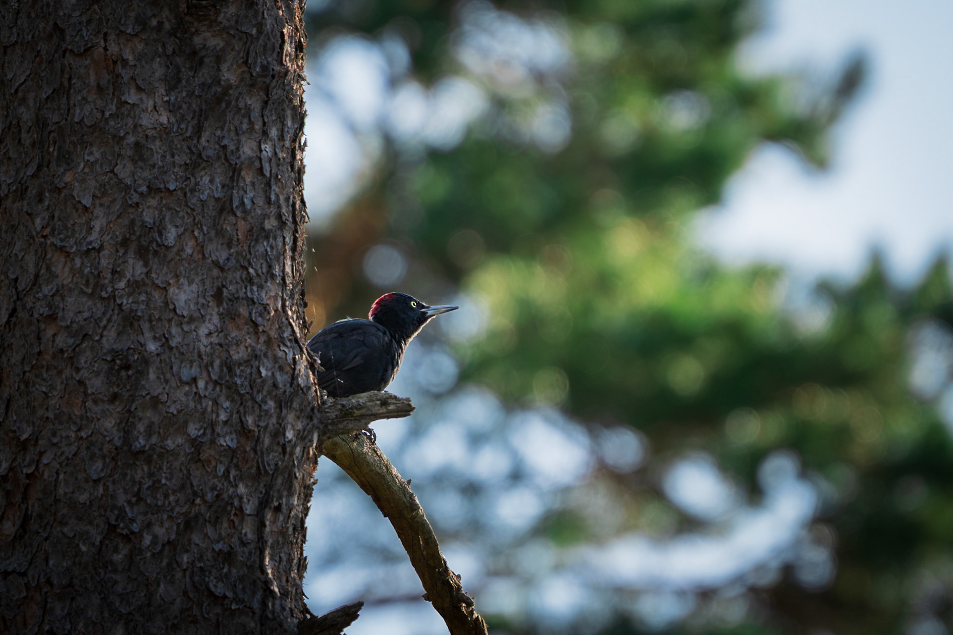 Black Woodpecker Enjoying Morning Sun