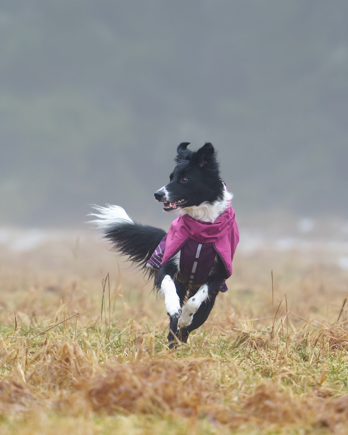 Border Collie Snapshot