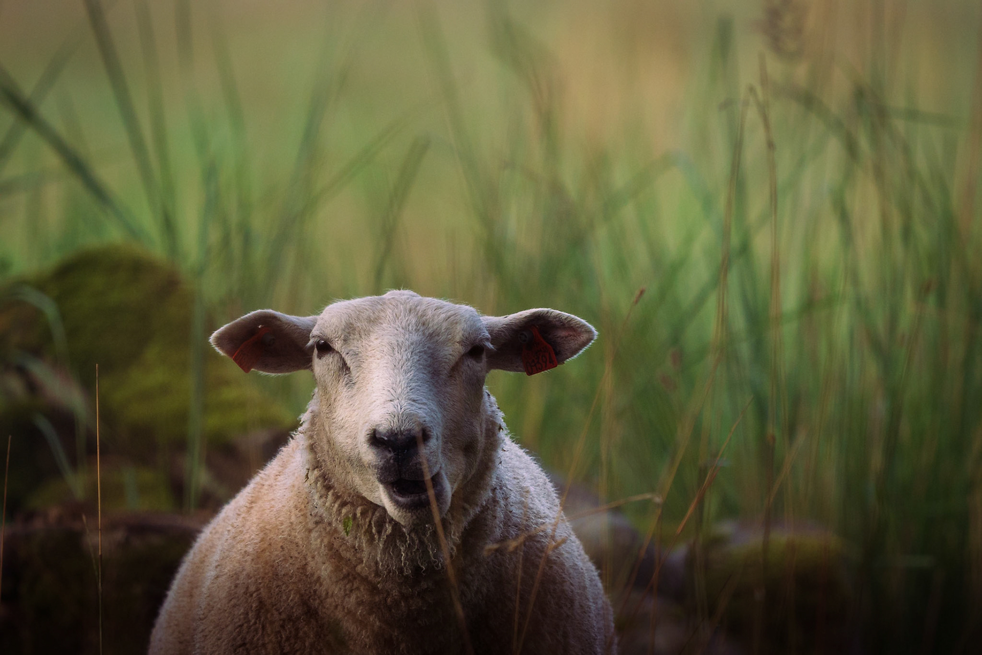 Unbothered Chewing Sheep