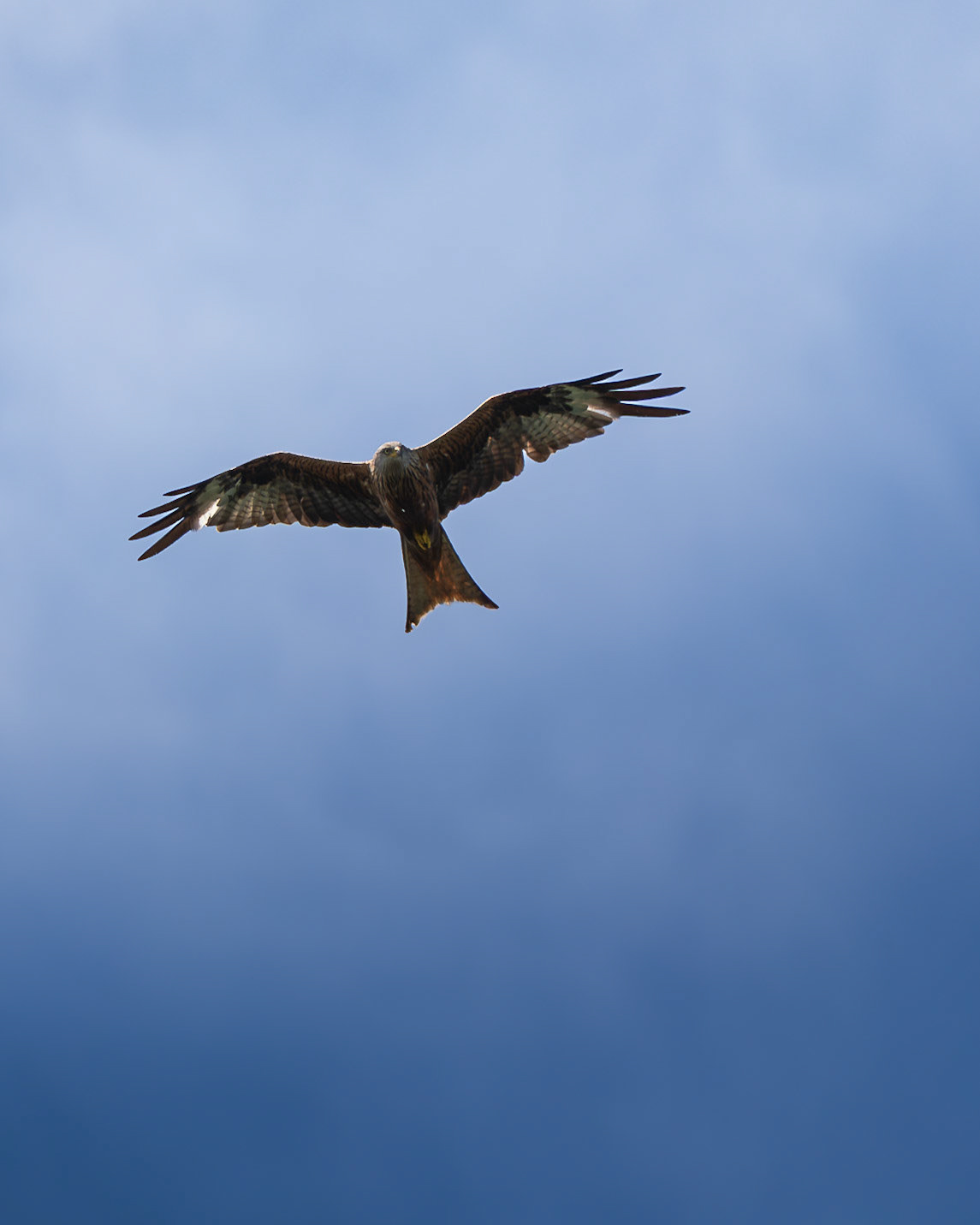 Red Kite Looking for Prey