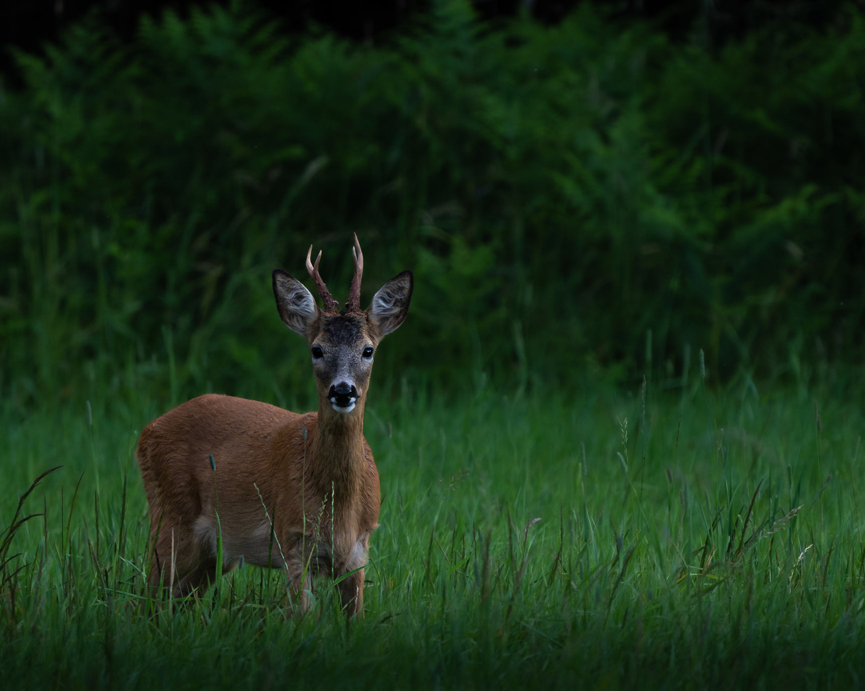 Roe Deer Stag Watching Cautiously