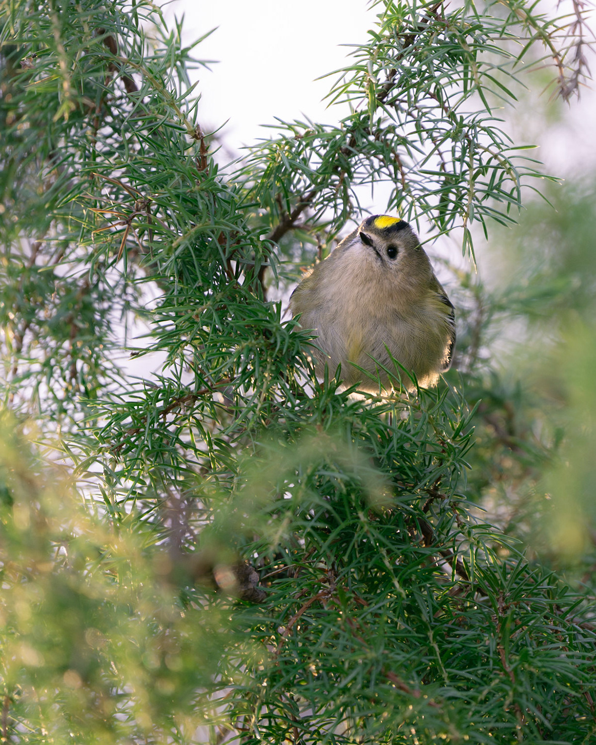 Goldcrest