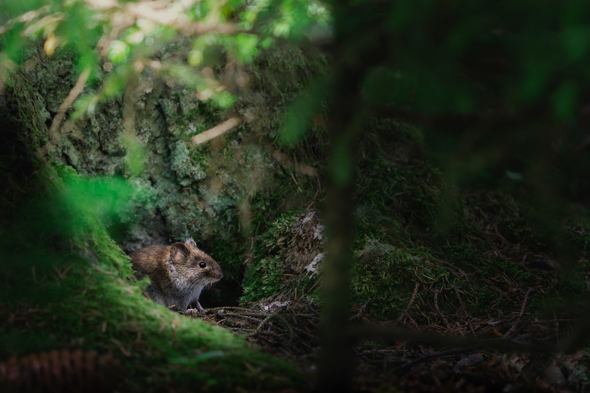 Cautious Mouse in the Woods