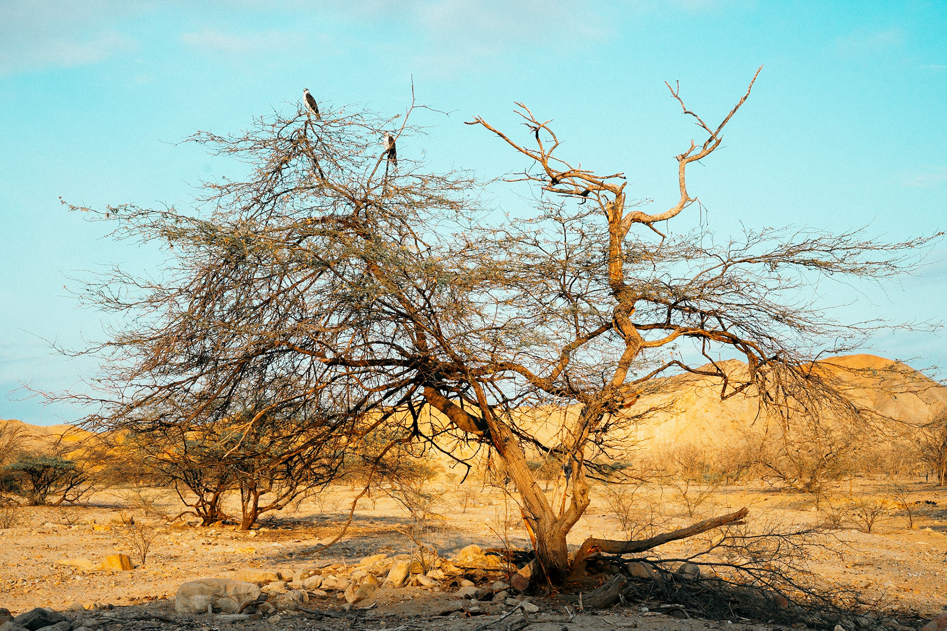 2202A - Colorful Desert