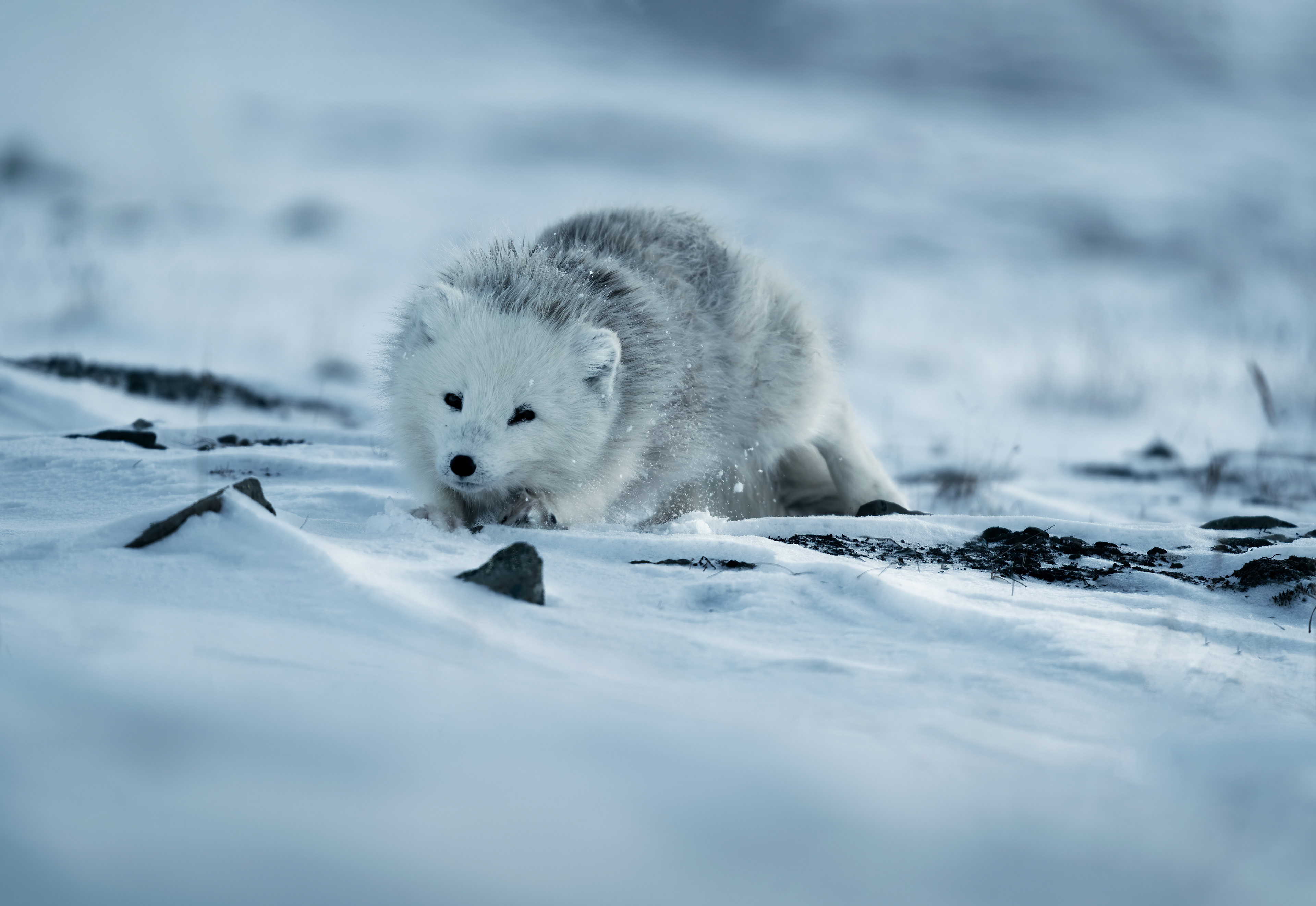 Volpe artica - Vulpes lagopus