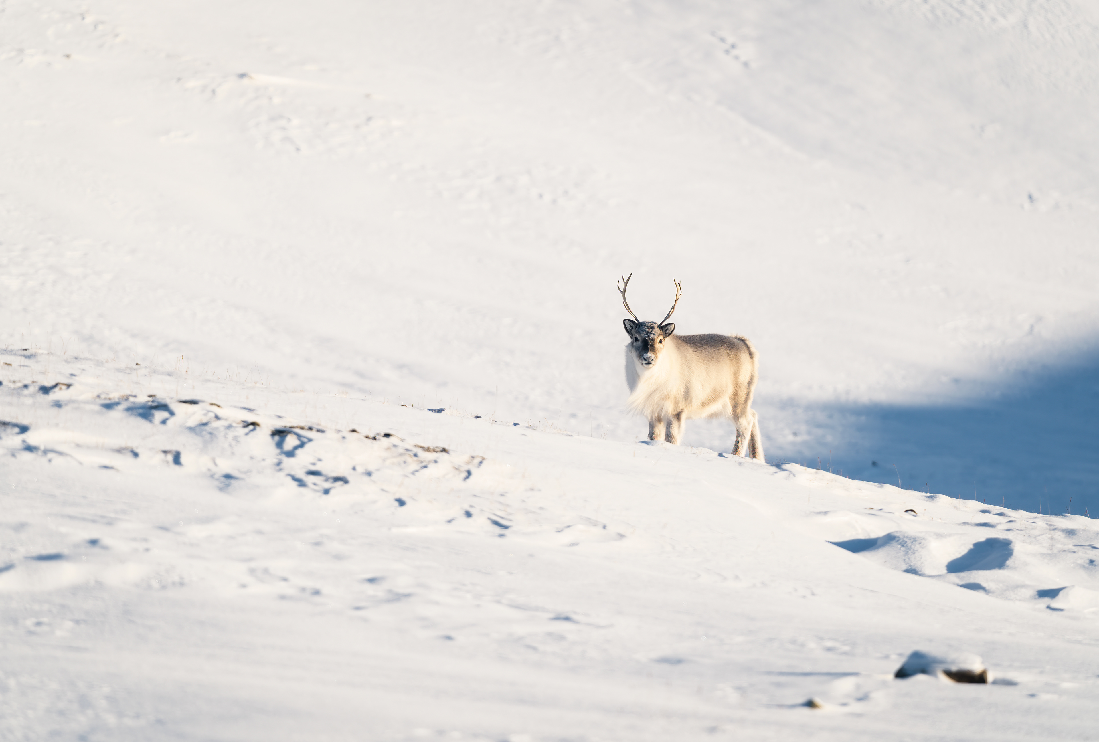 Renna delle Svalbard - Rangifer tarandus platyrhynchus