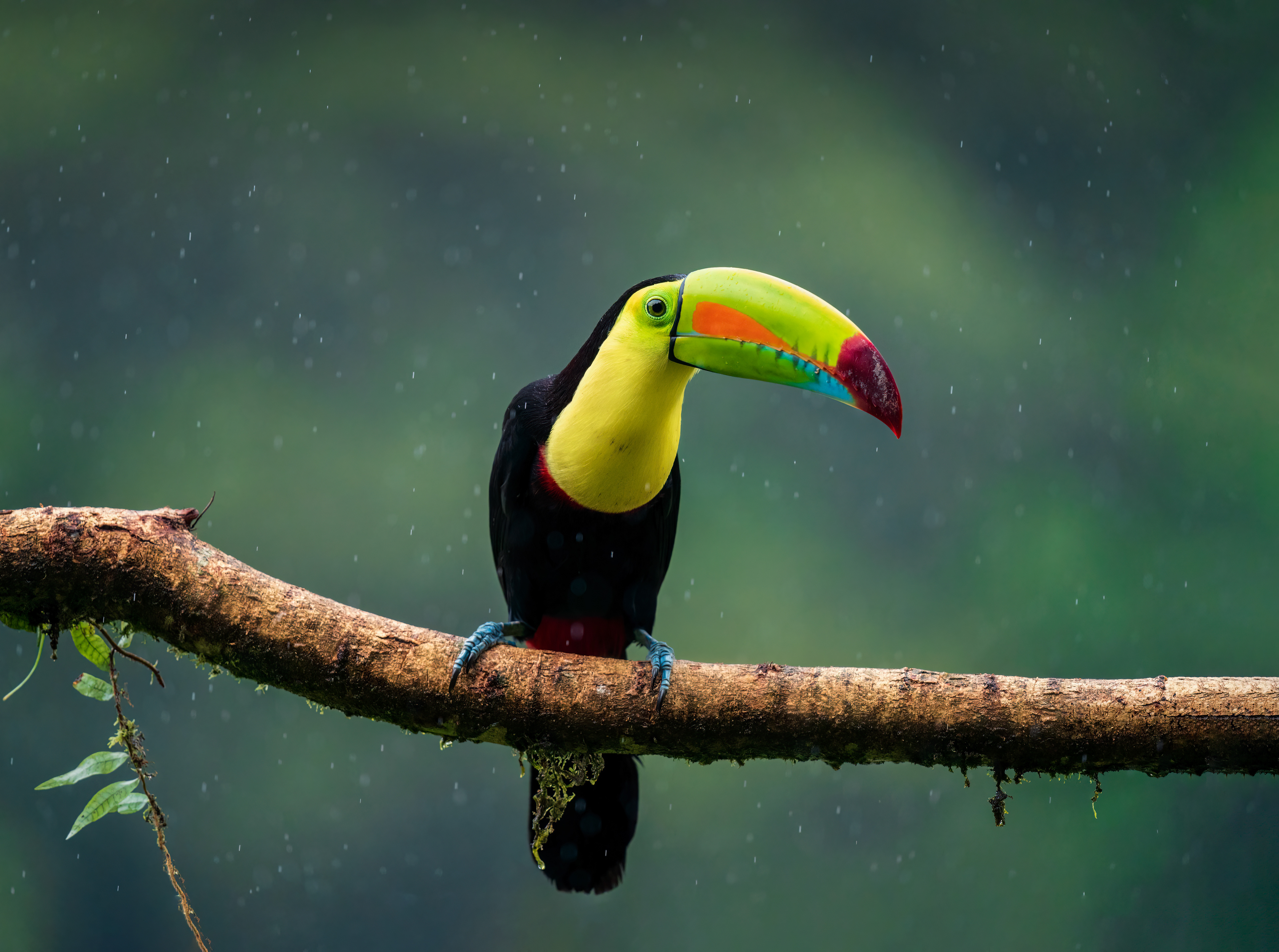 Tucano solforato - Ramphastos sulfuratus