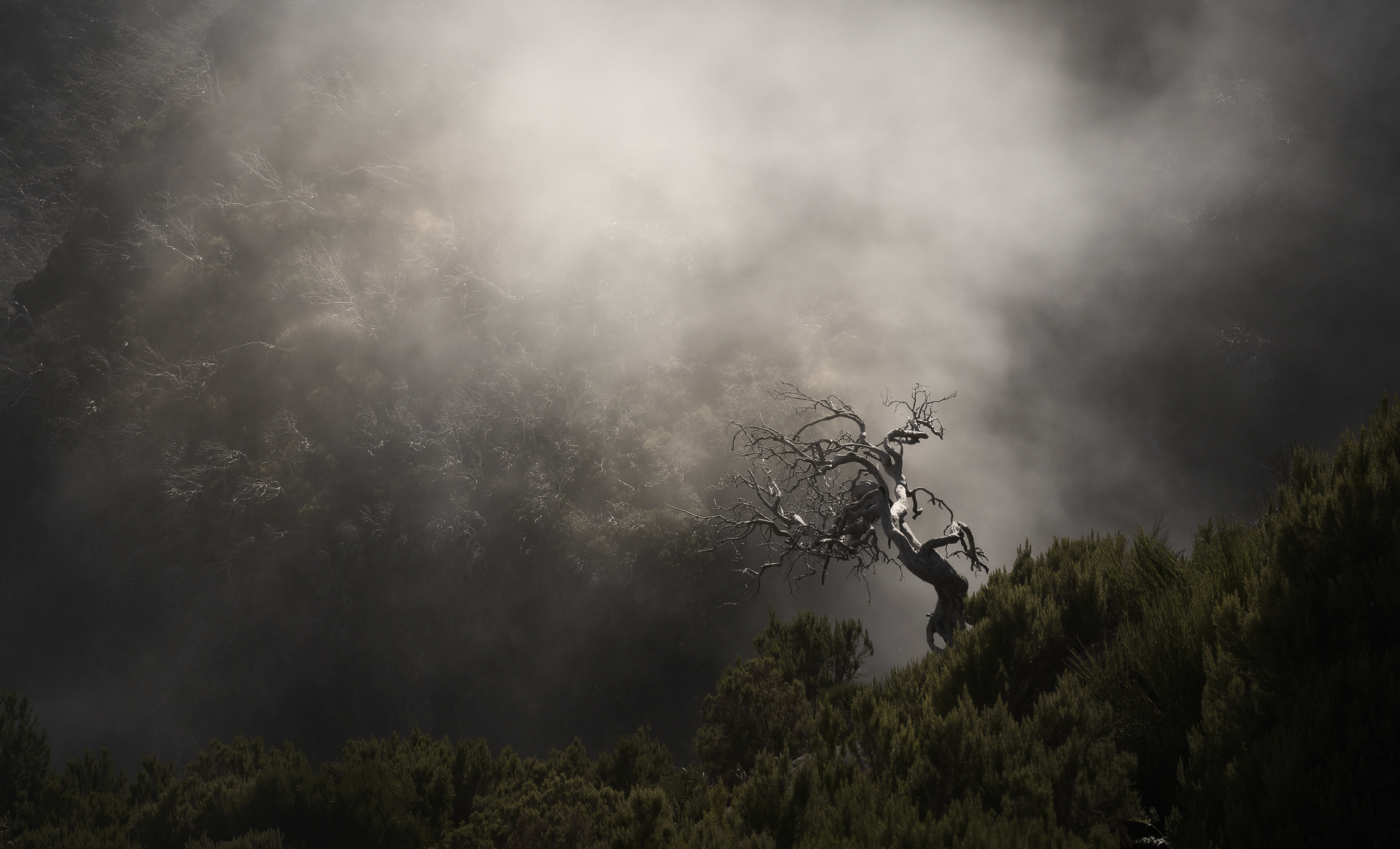 L'albero bianco di Gondor