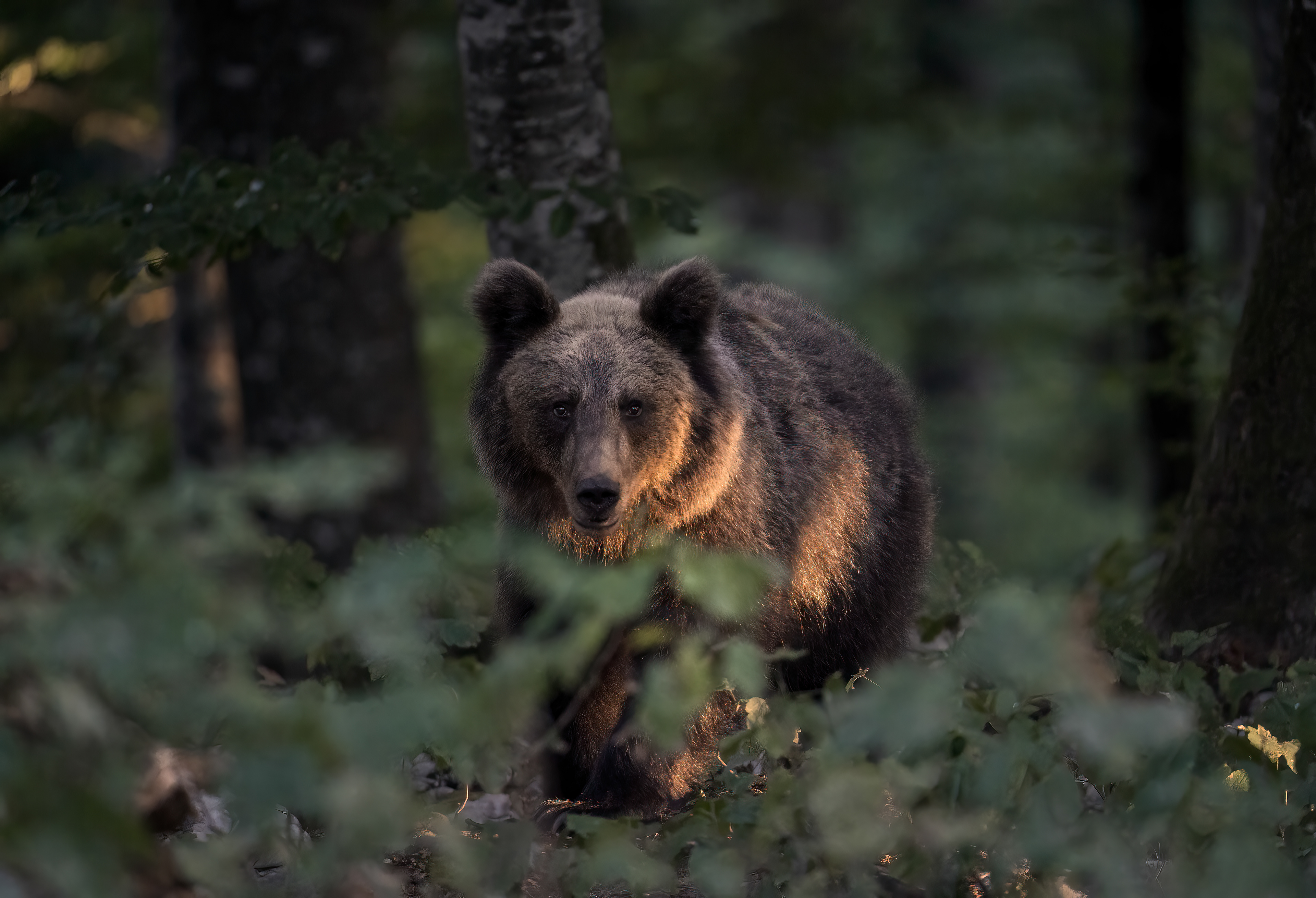 Orso bruno - Ursus arctos arctos