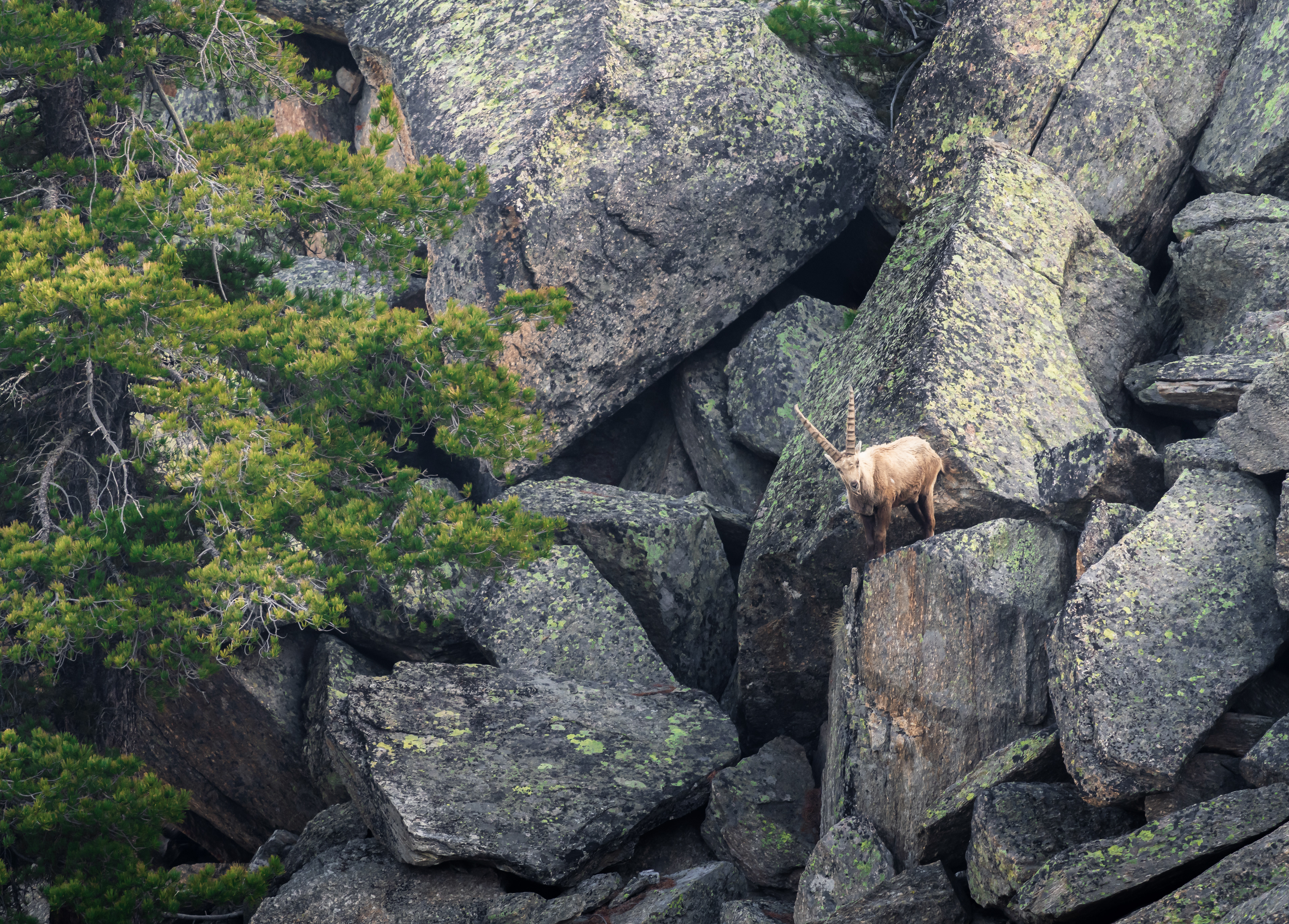 Stambecco delle Alpi - Capra ibex