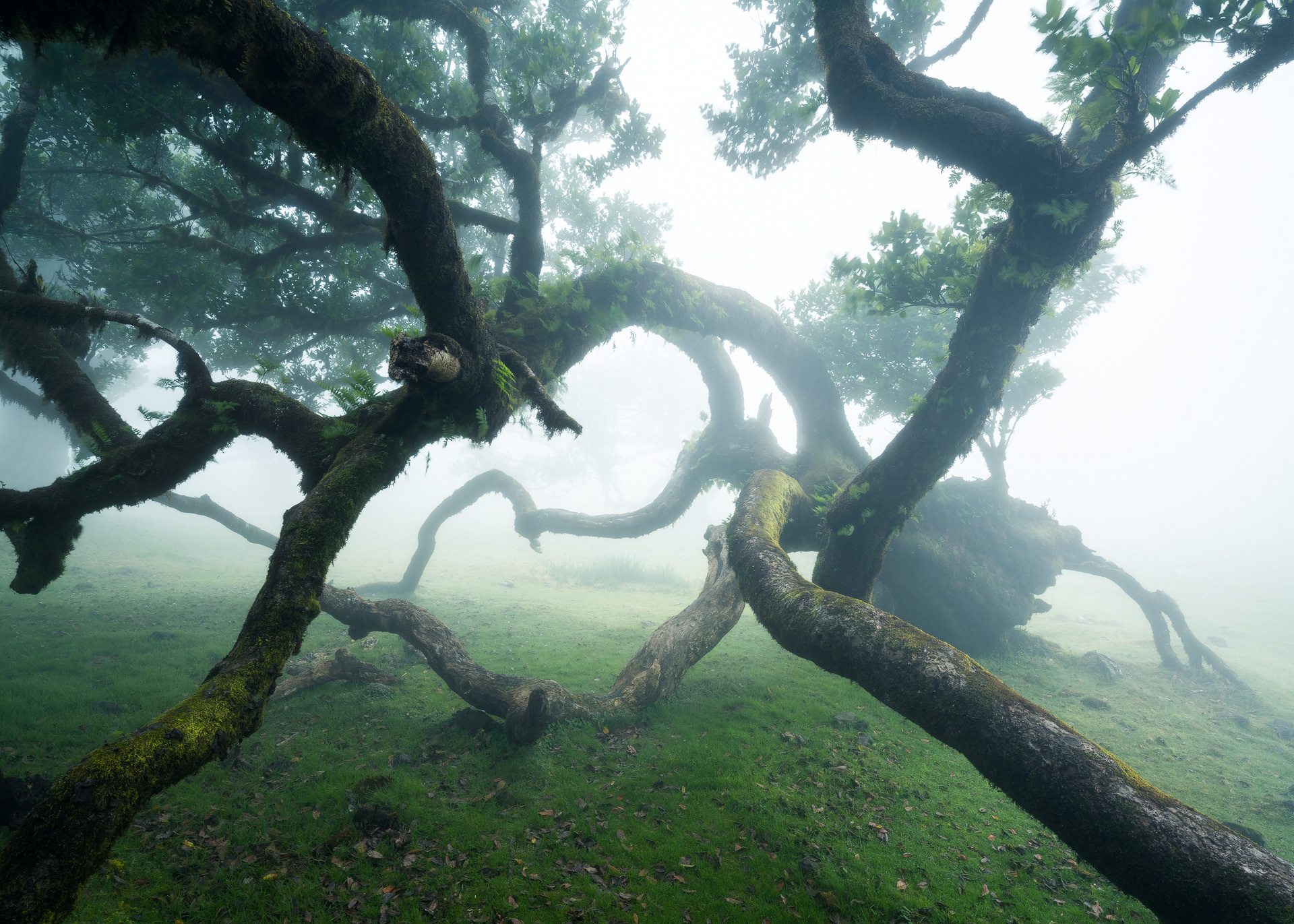Foresta laurisilva di Fanal - Isola di Madeira