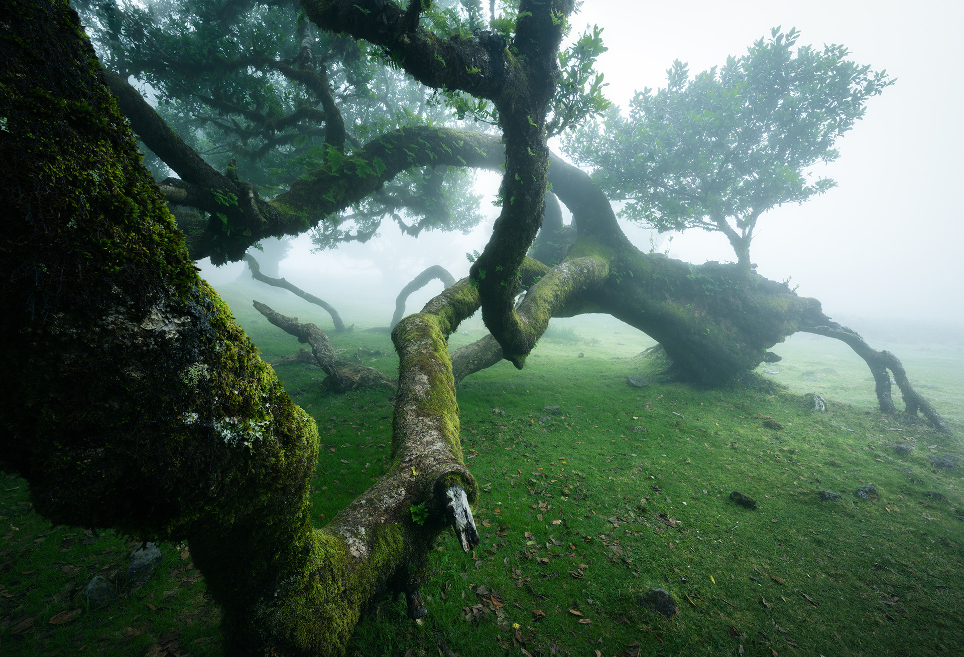 Foresta Laurisilva di Fanal - Isola di Madeira