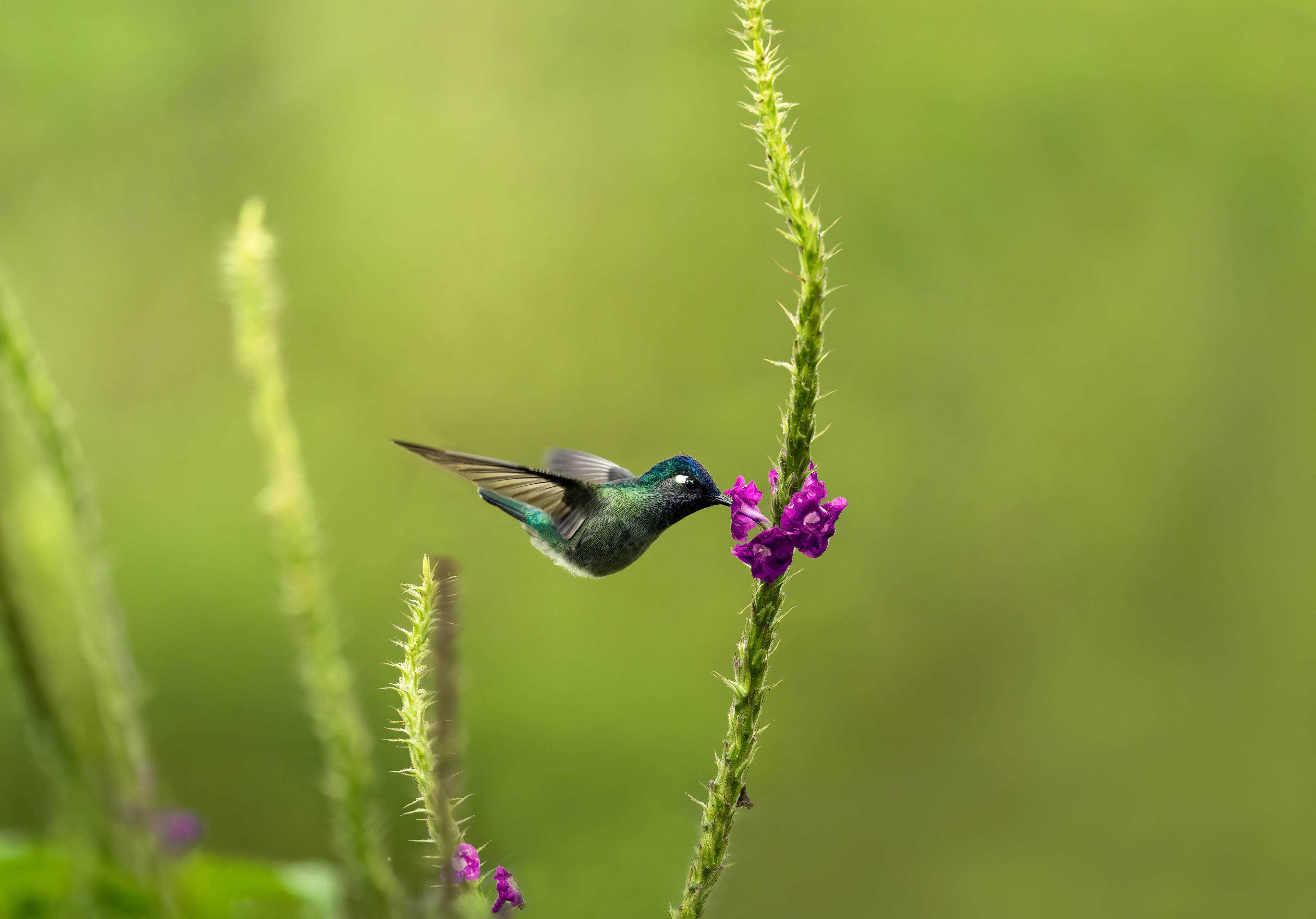 Colibrì Testaviola - Klais Guimeti