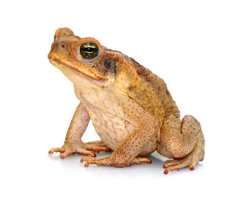 Andean Toad (Rhinella spinulosa) The Andean toad, also known as the Andean giant toad, is a species of toad that can be found in the Andean highlands of South America, including Ecuador, Peru, and Colombia. They are known for their large size, with adults growing up to 10 cm in length. The skin of the Andean toad is warty and can vary in color from brown to green. They are nocturnal and feed on a variety of insects, spiders, and other small invertebrates. Like other toad species, the Andean toad produces a toxic secretion from glands on its skin that serves as a defense against predators. Unfortunately, habitat loss and pollution are threats to the survival of this species, and they are listed as "Least Concern" on the IUCN Red List of Threatened Species.