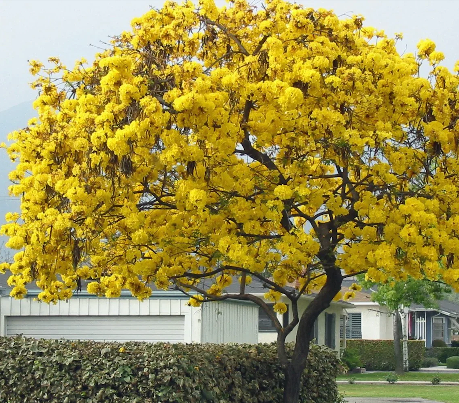 Cholán (Tecoma stans),                                     also known as Yellow Bells or Yellow Trumpet bush, is a deciduous shrub or small tree that belongs to the Bignoniaceae family. It can grow up to 20 feet tall and produces pinnate leaves up to 10 inches long. The plant produces large, bright yellow trumpet-shaped flowers that can be up to 3 inches long and bloom in clusters during the summer and fall months. Cholán (Tecoma stans) is native to the Americas and can be found in various regions, including Mexico, Central America, the Caribbean, and South America. To thrive, Cholán (Tecoma stans) prefers well-drained soil and full sun, but can also tolerate partial shade. It is tolerant to heat and drought and can grow up to 5 feet per year. The plant can live up to 50 years and is often used as an ornamental plant in landscaping due to its showy flowers. However, it contains toxic compounds, including iridoids and tecomine alkaloids, which can be harmful if ingested. Its bark and roots have been used in traditional medicine to treat fever, coughs, and gastrointestinal problems, and the plant also has antibacterial and antifungal properties, making it useful for treating skin infections. Therefore, it is important to handle the plant with care and keep it away from children and pets.