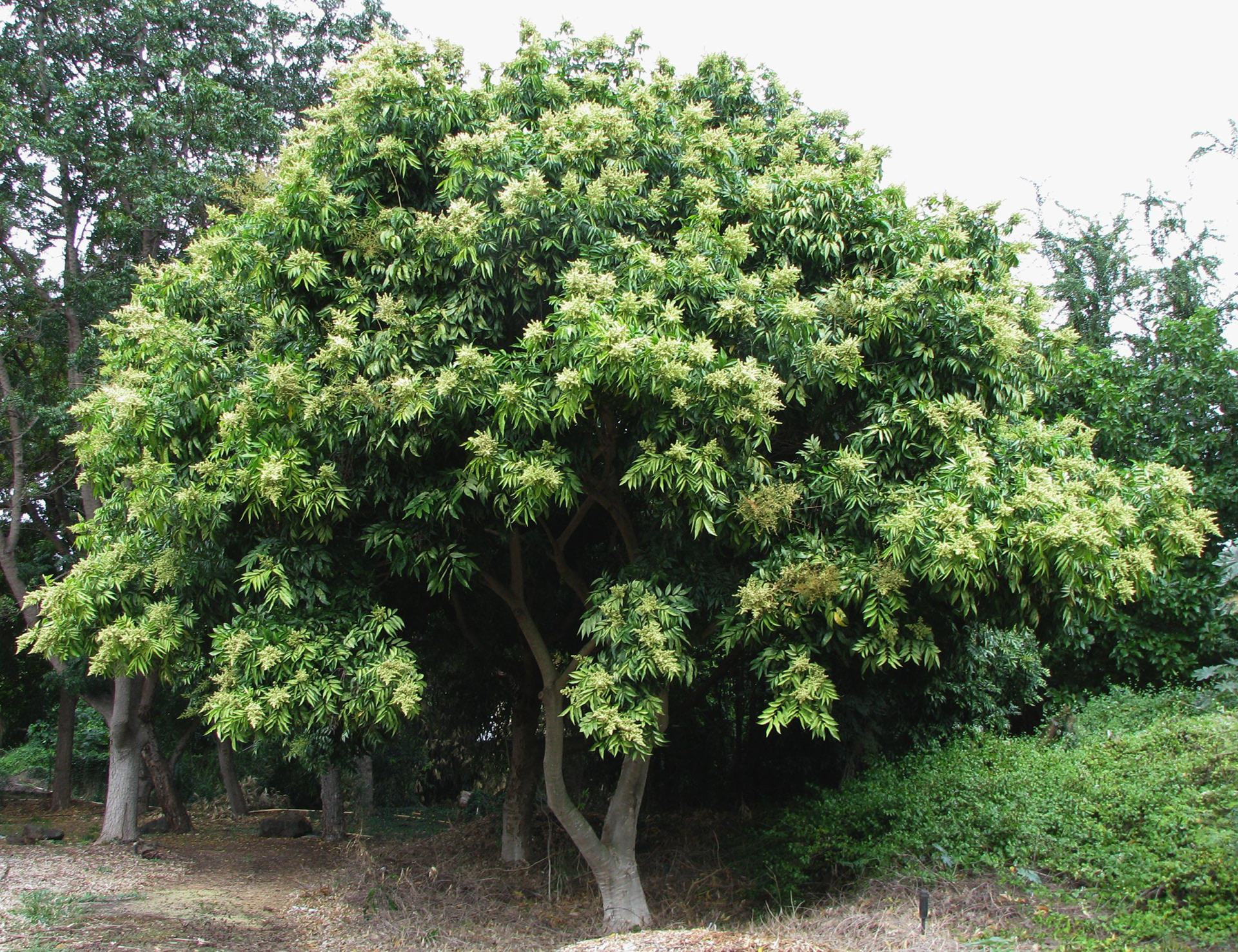 The Jaboncillo tree, also known as the South American soapberry tree, is a species of flowering tree that is native to the tropical and subtropical regions of South America. It is a medium-sized tree that can grow up to 15 meters tall and has a broad, spreading canopy that provides shade and shelter. The Jaboncillo tree is known for its durable wood, which is used for furniture-making and construction.  The Jaboncillo tree is also valued for its fruit, which is a small, round berry that contains saponins, a natural soap-like substance. The berries are used in traditional medicine to treat a variety of ailments, such as inflammation, digestive problems, and skin conditions. In addition, the saponins from the berries are used to make soap, shampoo, and other cleaning products.  The Jaboncillo tree is an important part of South American ecosystems and plays a crucial role in preventing erosion and providing habitat for wildlife. It is a hardy tree that can tolerate harsh conditions, such as drought and poor soil quality. However, like many other trees, the Jaboncillo tree is threatened by deforestation and habitat loss. Conservation efforts are underway to protect the tree and its ecosystem, and to promote sustainable harvesting practices for its wood and berries.