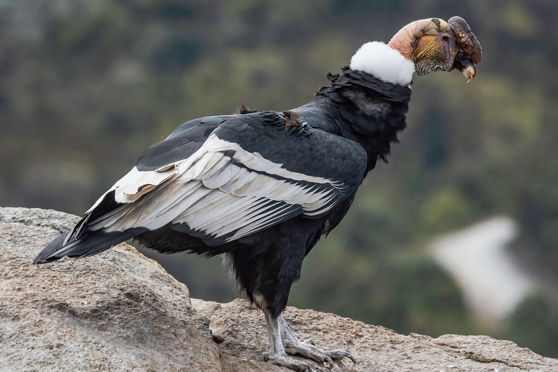 Andean Condor (Vultur gryphus): This majestic bird is one of the largest birds of prey in the world and can have a wingspan of up to 3 meters. They can be seen soaring high in the Andean skies above the reserve.
