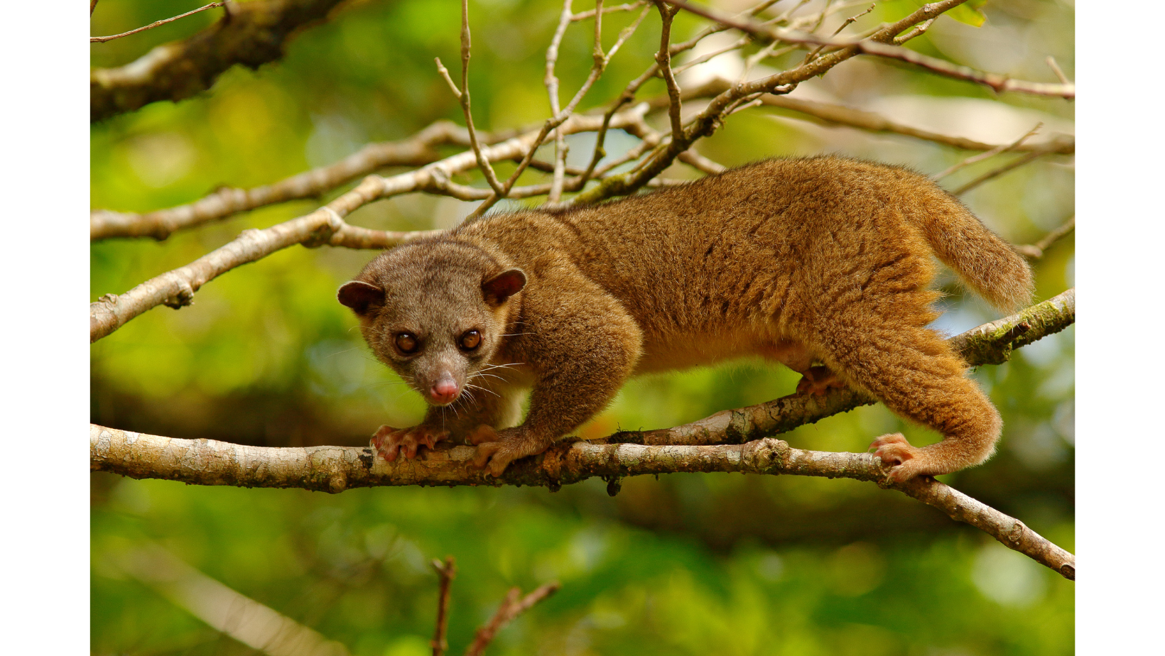 A kinkajou, also known as honey bear, is a small nocturnal mammal species native to Central and South America, including parts of Ecuador. They are arboreal animals and spend most of their time in trees, using their prehensile tail to grasp branches and climb.  Kinkajous have a distinctive appearance, with a long, slender body, soft fur, and a small head. They have sharp claws and teeth, which they use to climb trees and to eat their diet of fruit, nectar, and small animals such as insects and small rodents.  Kinkajous are known for their ability to rotate their ankles backwards, allowing them to climb down trees headfirst with ease. They are also known for their loud vocalizations, which include barks, screams, and grunts.  Kinkajous are often kept as exotic pets, although this practice is illegal in many countries due to the animal's specialized needs and their potential as carriers of zoonotic diseases. In the wild, kinkajous are not considered to be endangered, but they are threatened by habitat loss and hunting.