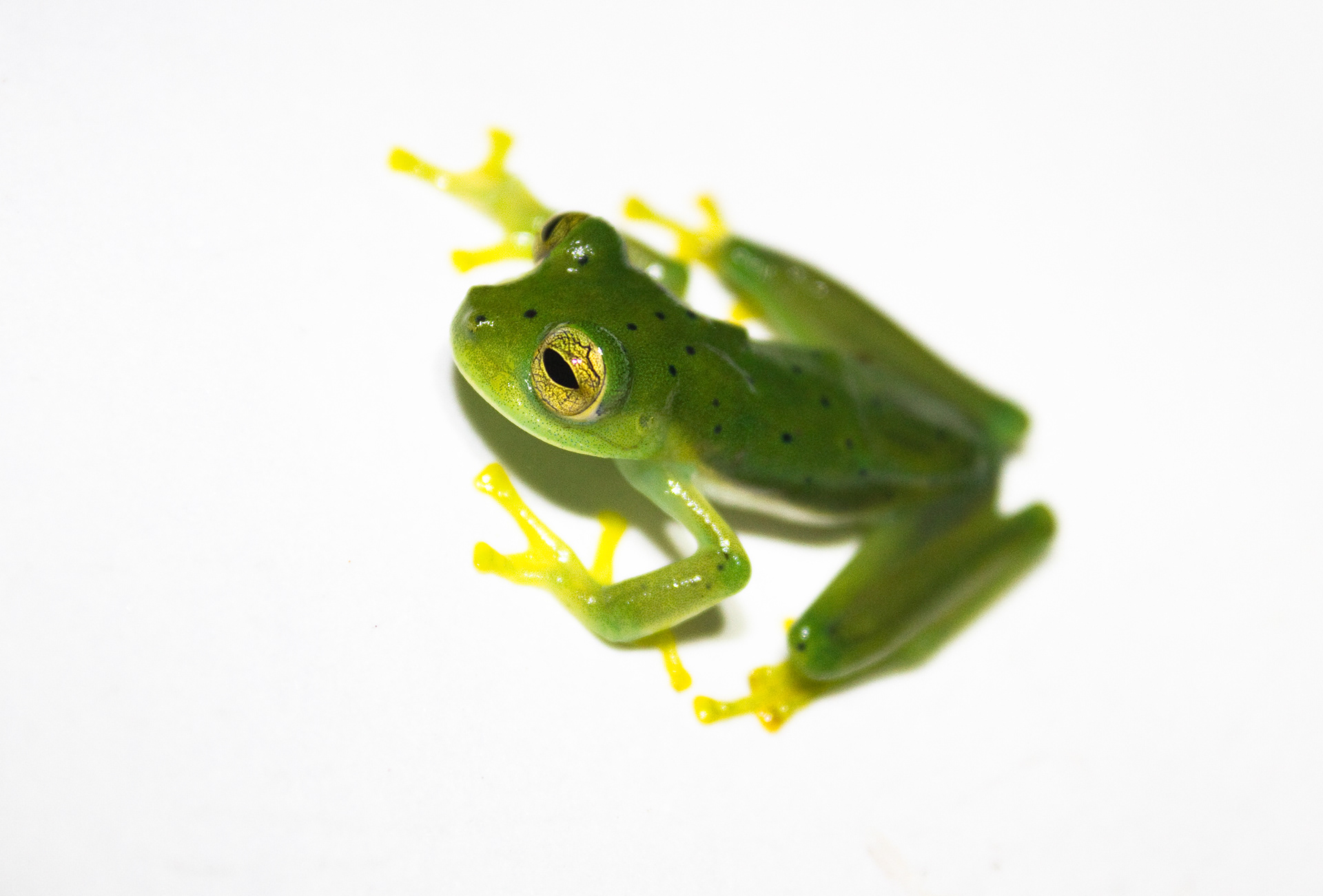 Glass Frog (Espadarana prosoblepon) The Glass Frog (Espadarana prosoblepon) is a species of frog found in the tropical forests of Central and South America, including the Pululahua Geobotanical Reserve in Ecuador. They are named for their translucent skin, which allows their internal organs to be visible from the outside. Their body coloration can vary from bright green to pale yellow or brown, and they have large, bulging eyes. Glass frogs are arboreal, meaning they spend most of their time in trees and bushes near streams or rivers. They are active mostly at night and feed on insects, spiders, and other small invertebrates. Glass frogs are known for their unique reproductive behavior, in which the male frog guards the eggs that are laid on leaves overhanging water bodies until they hatch.