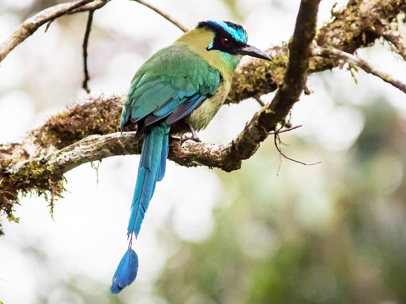 Andean Motmot (Momotus aequatorialis): This bird is known for its distinctive blue-green plumage and long, racket-shaped tail feathers. They can be found in the cloud forests of the reserve and are often seen perched on tree branches.