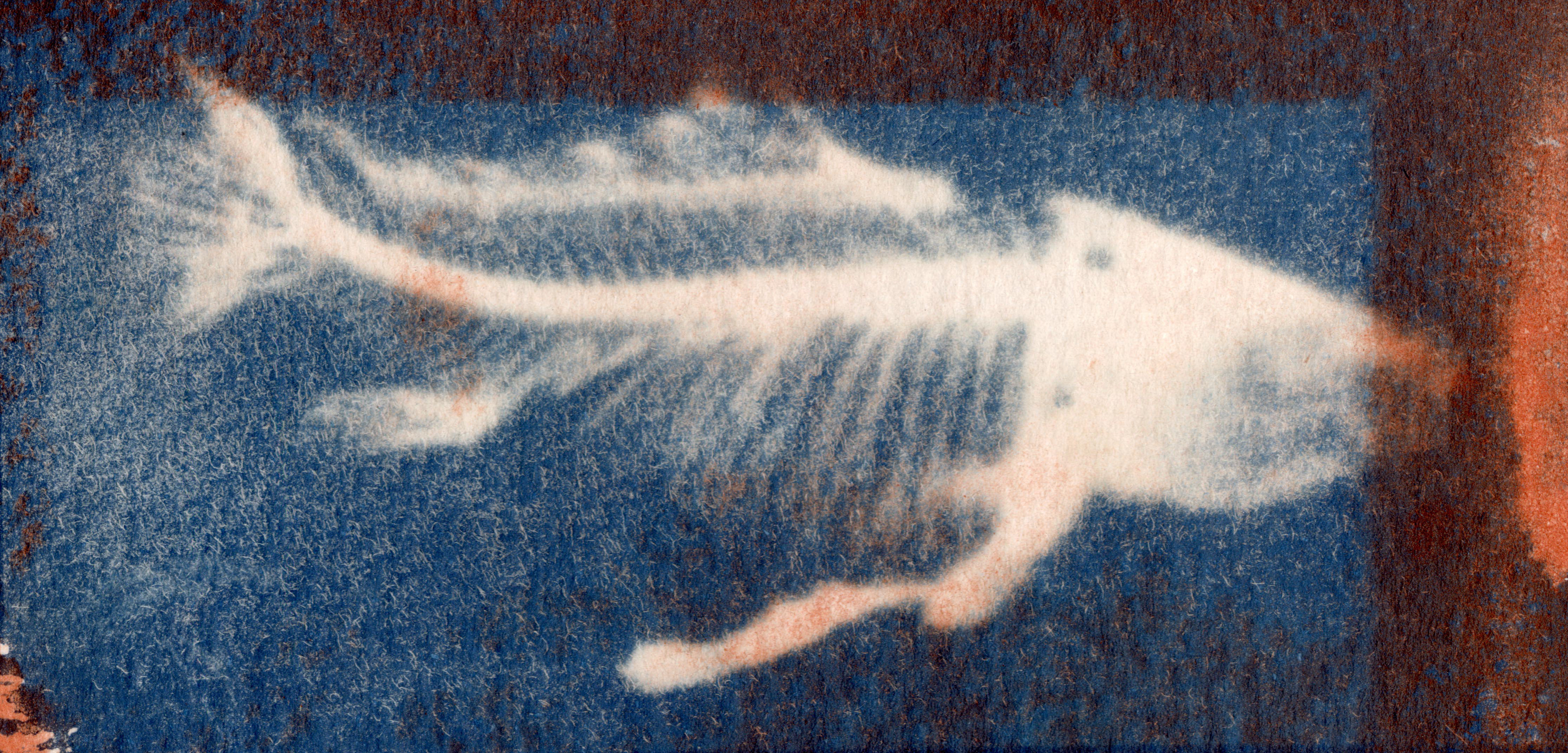 Cyanotype fusion with Gum Bichromate Print