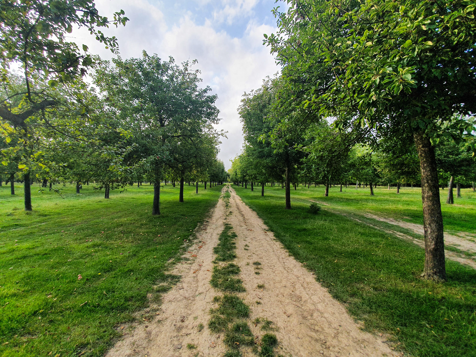 Just a Somerset Orchard.