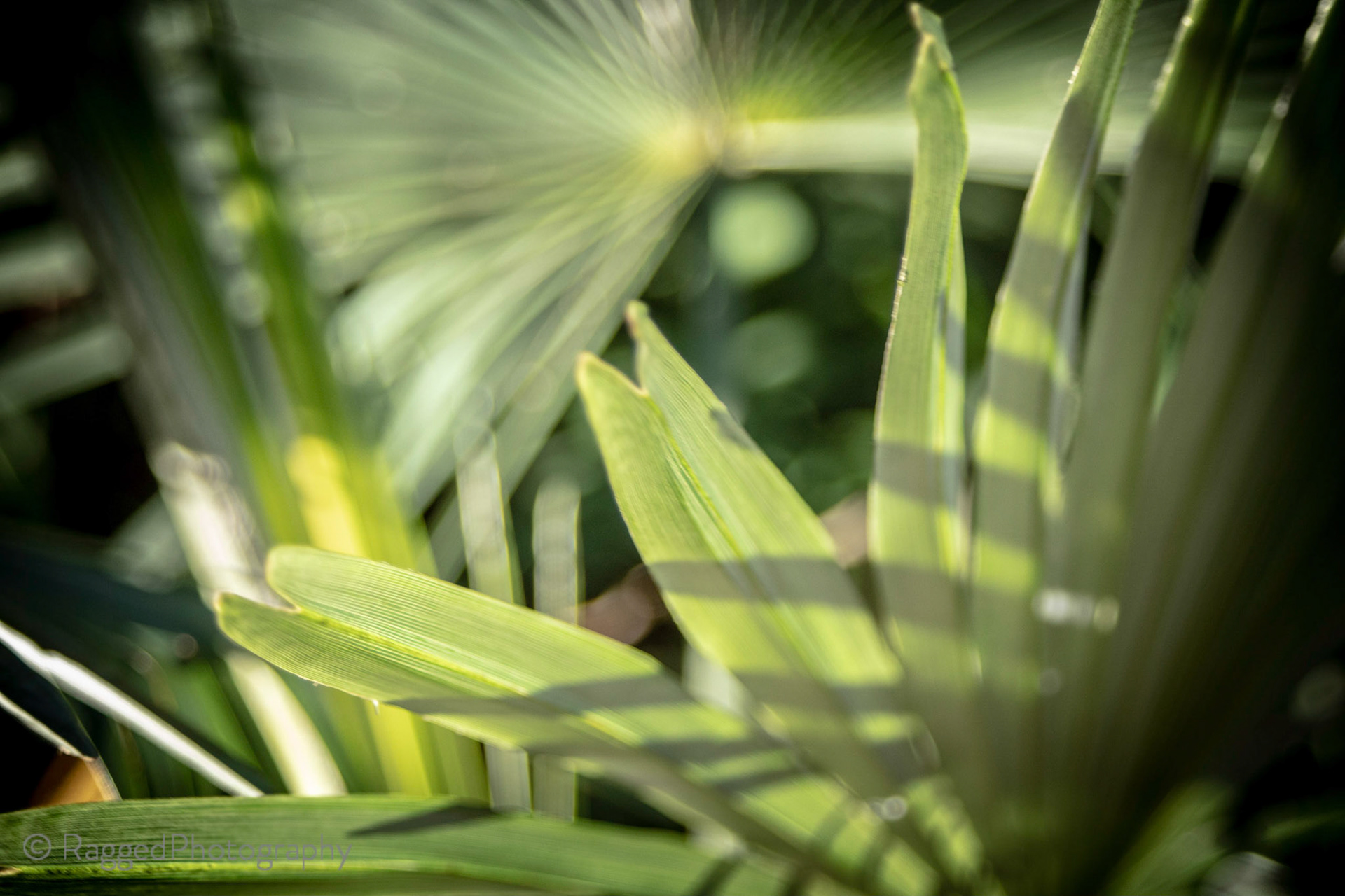 Palm fronds