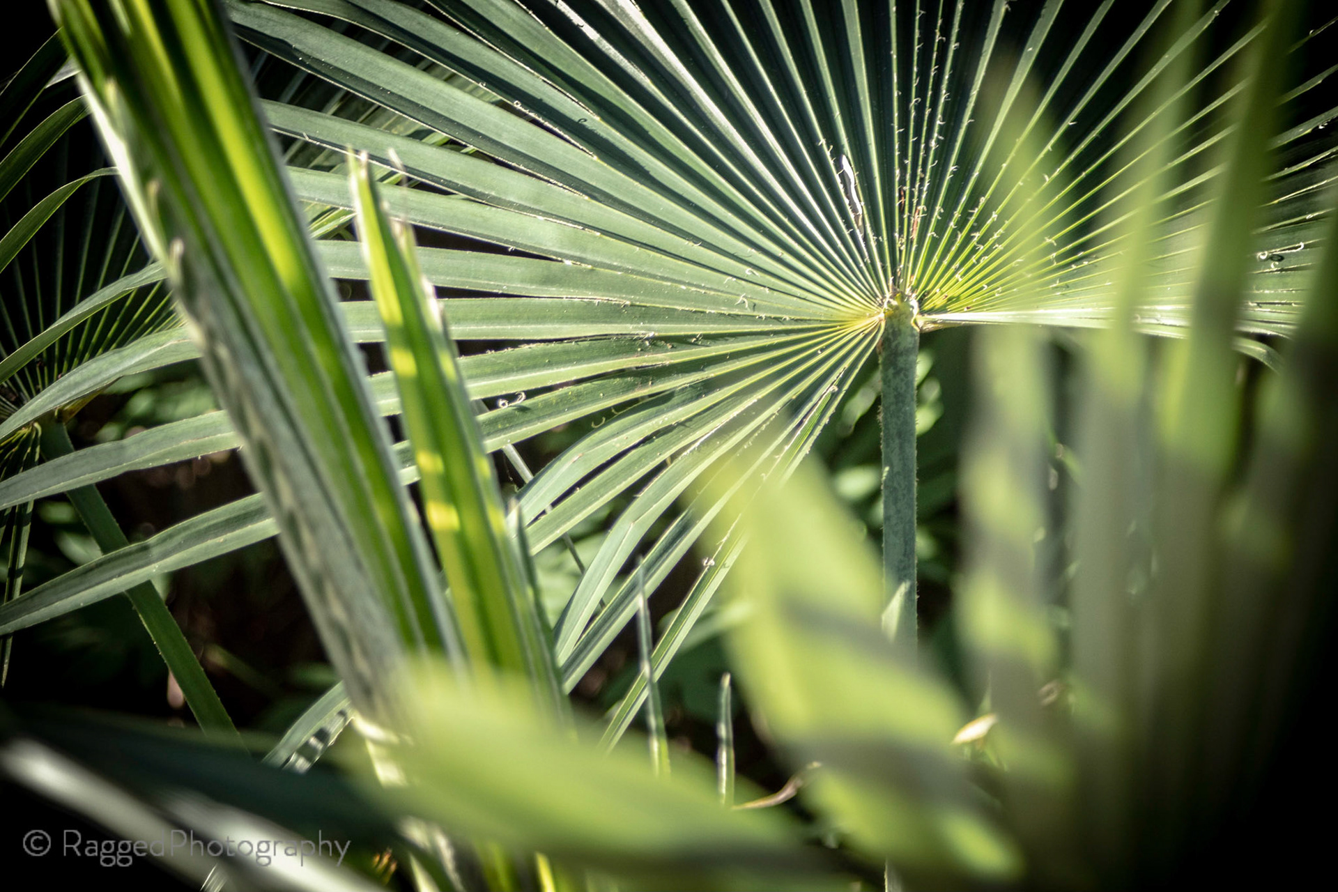 Palm fronds