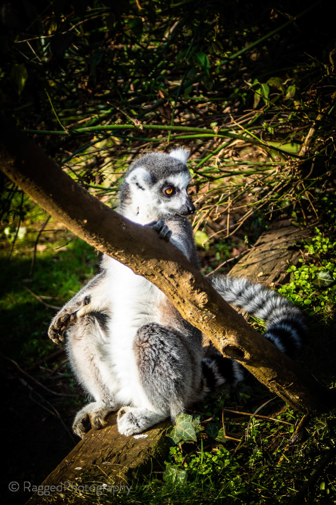 Basking lemur