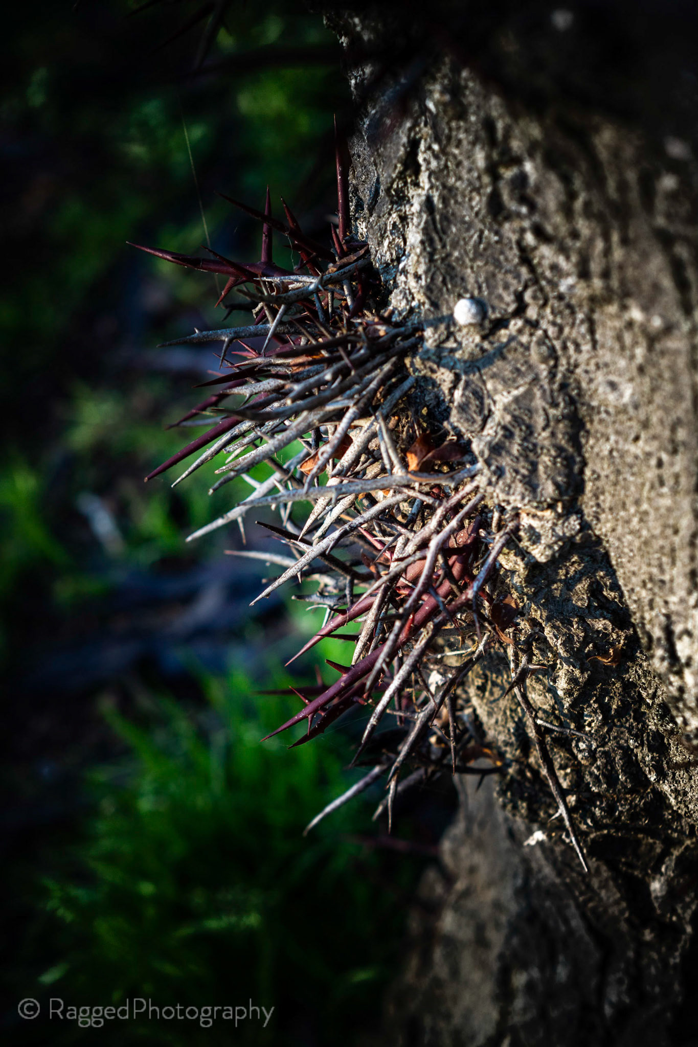 Spiky tree growth