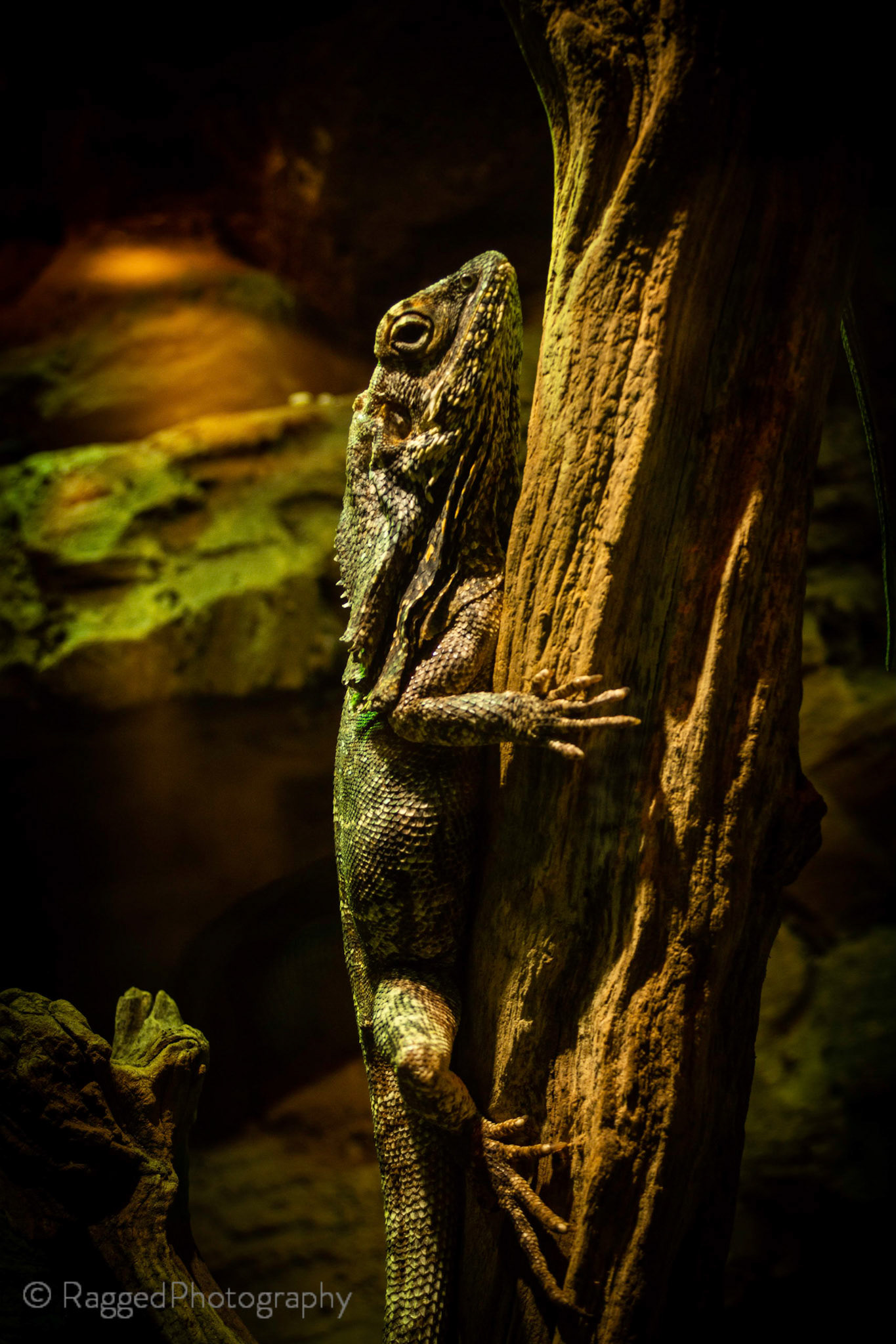Lizard chilling