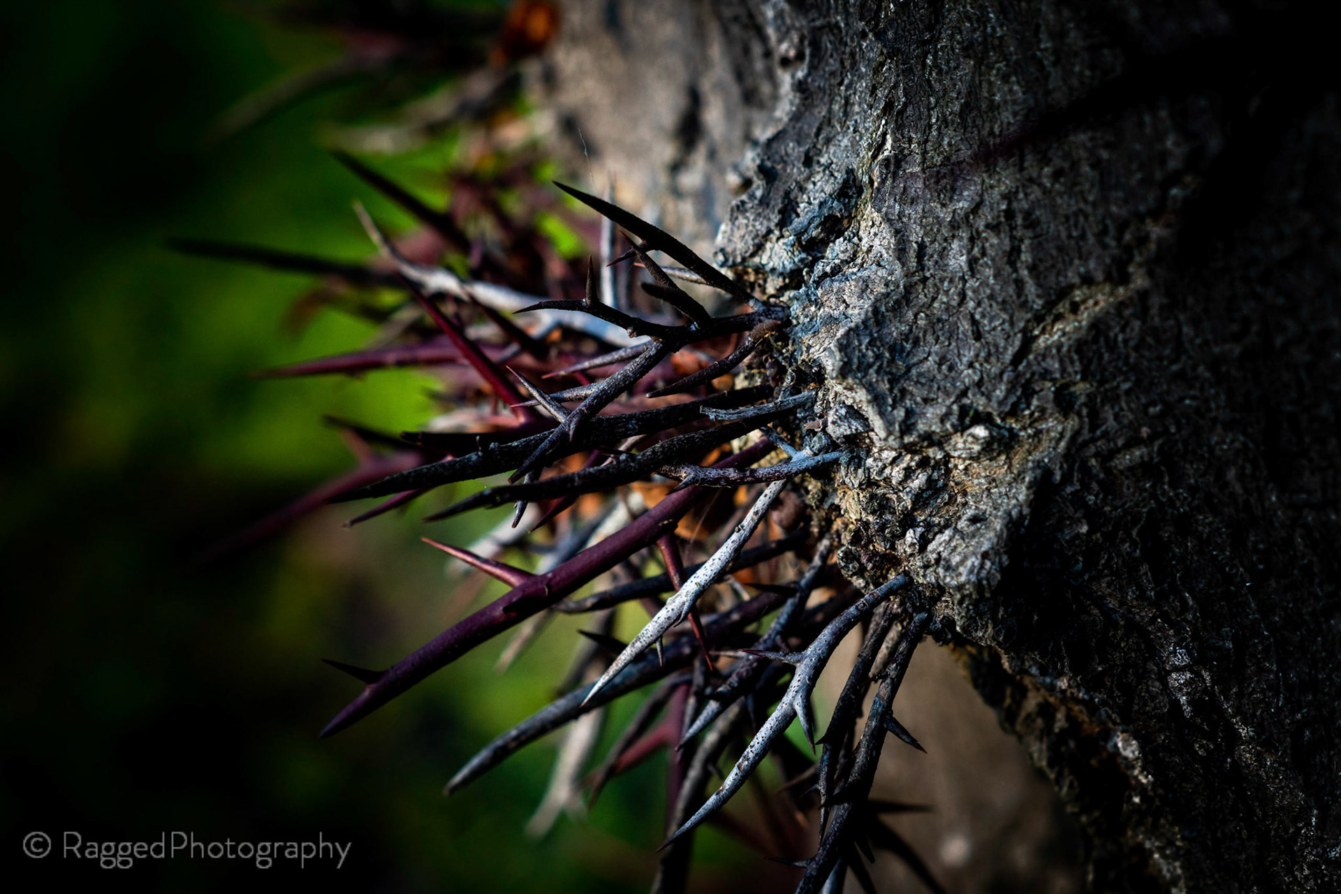 Spiky tree growth