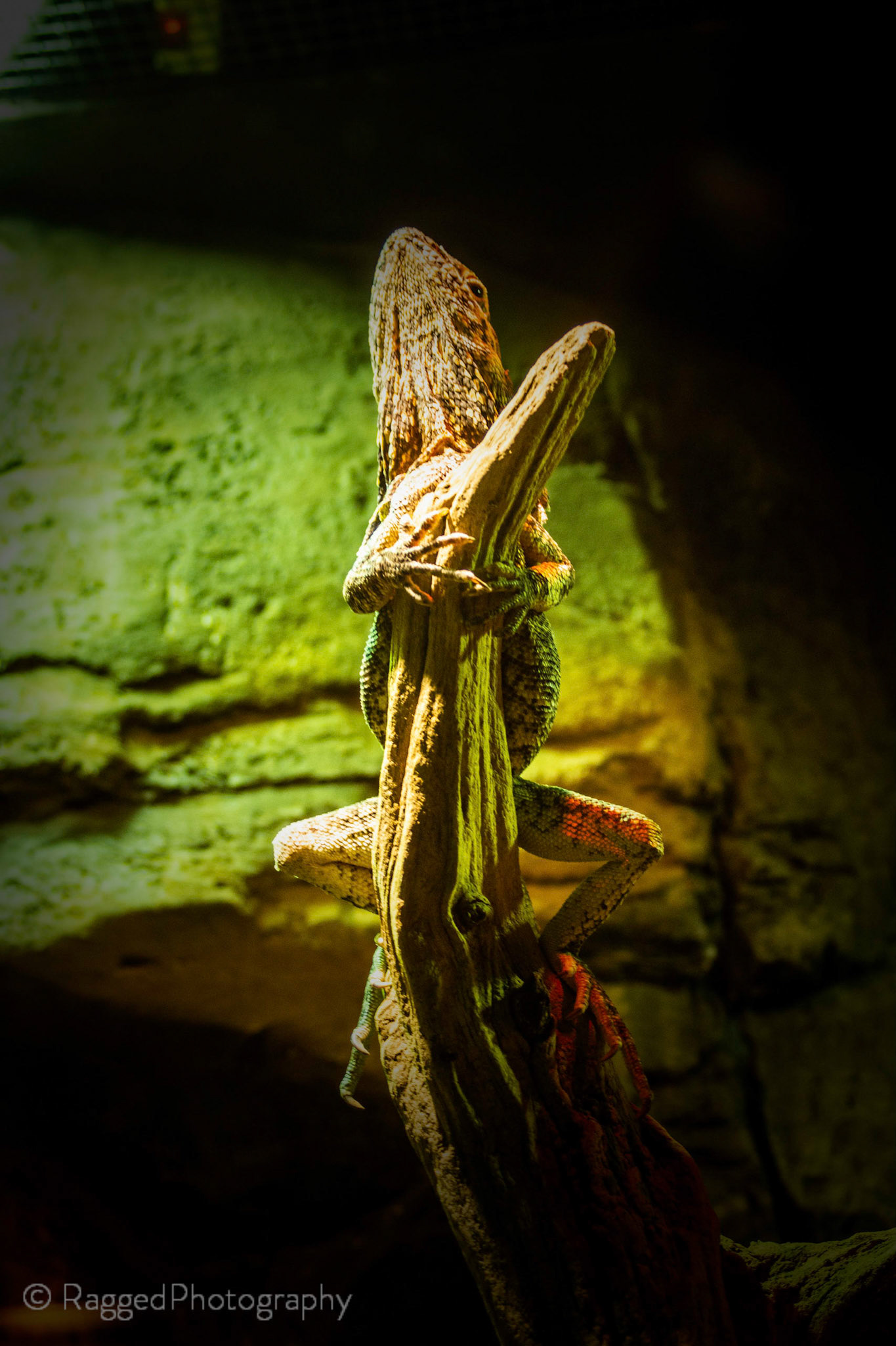 Lizard chilling