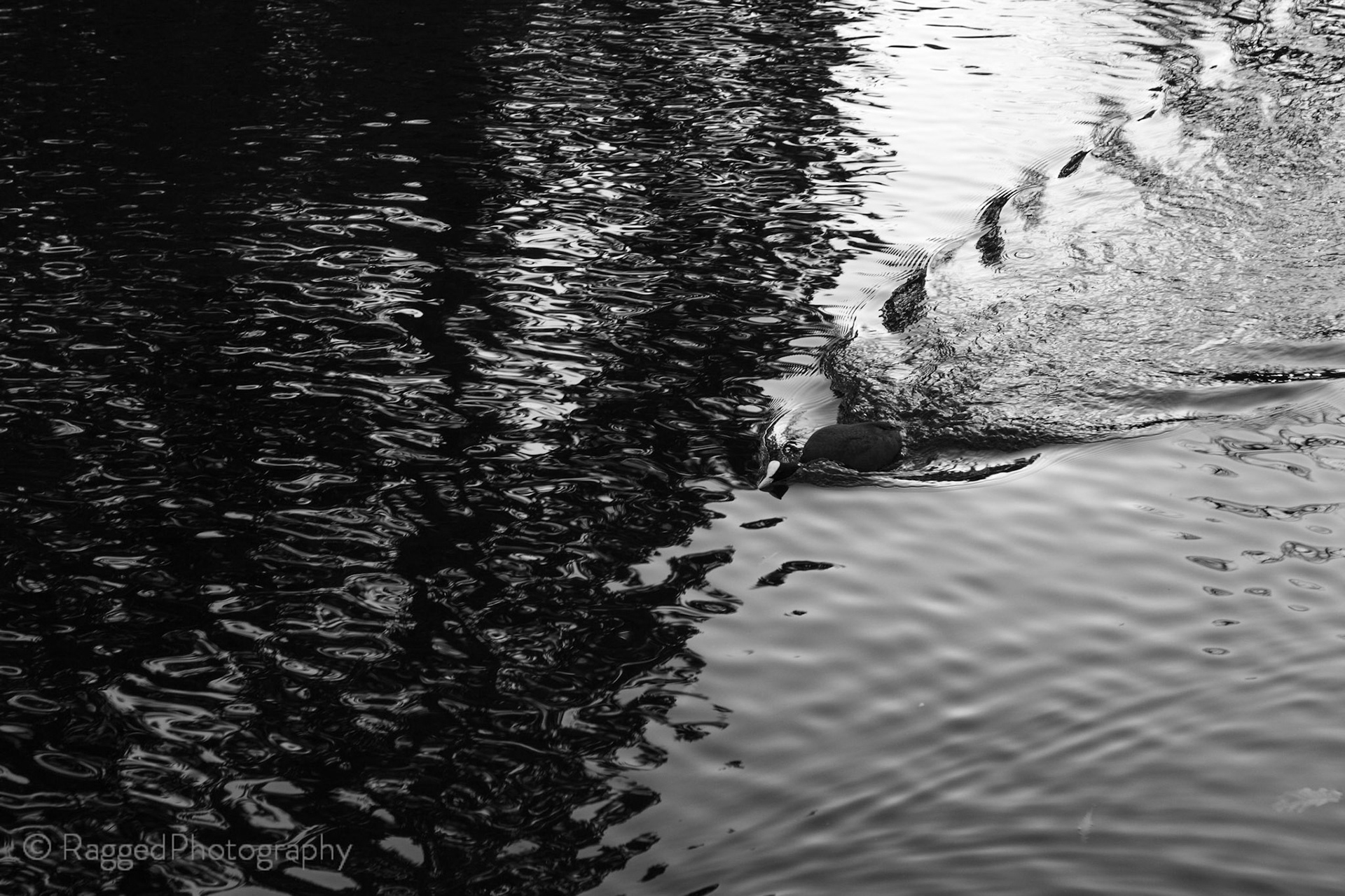 Charging coot