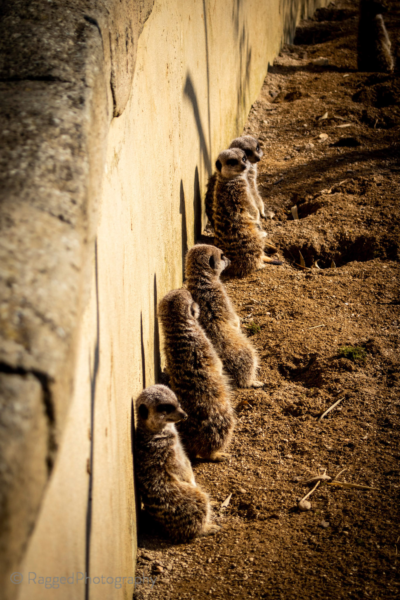 Chilling meerkats