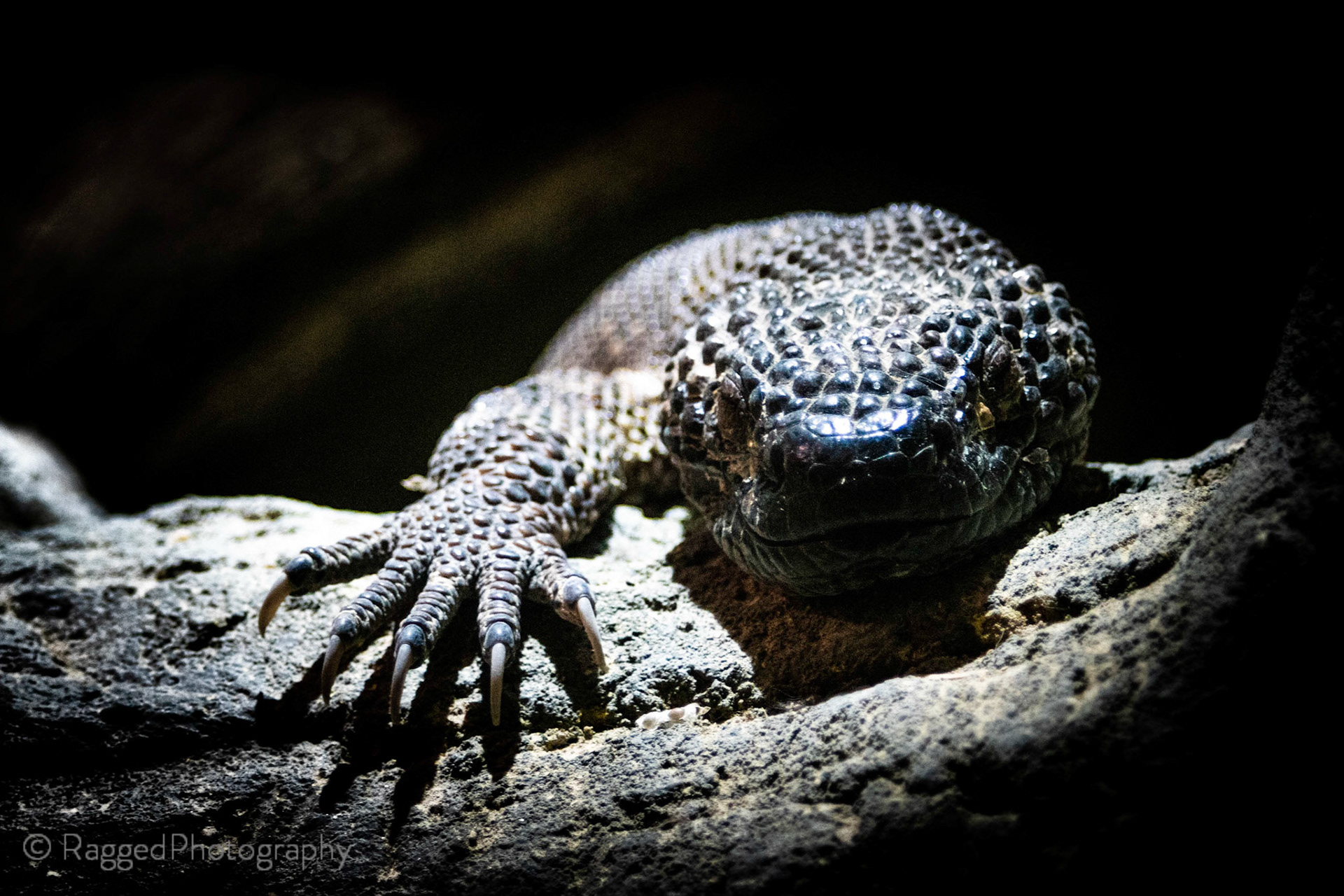 Lizard chilling