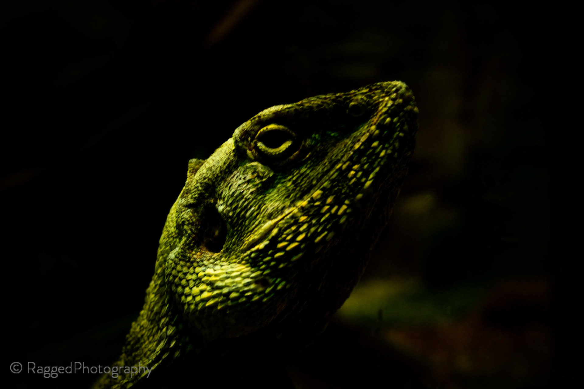 Lizard chilling